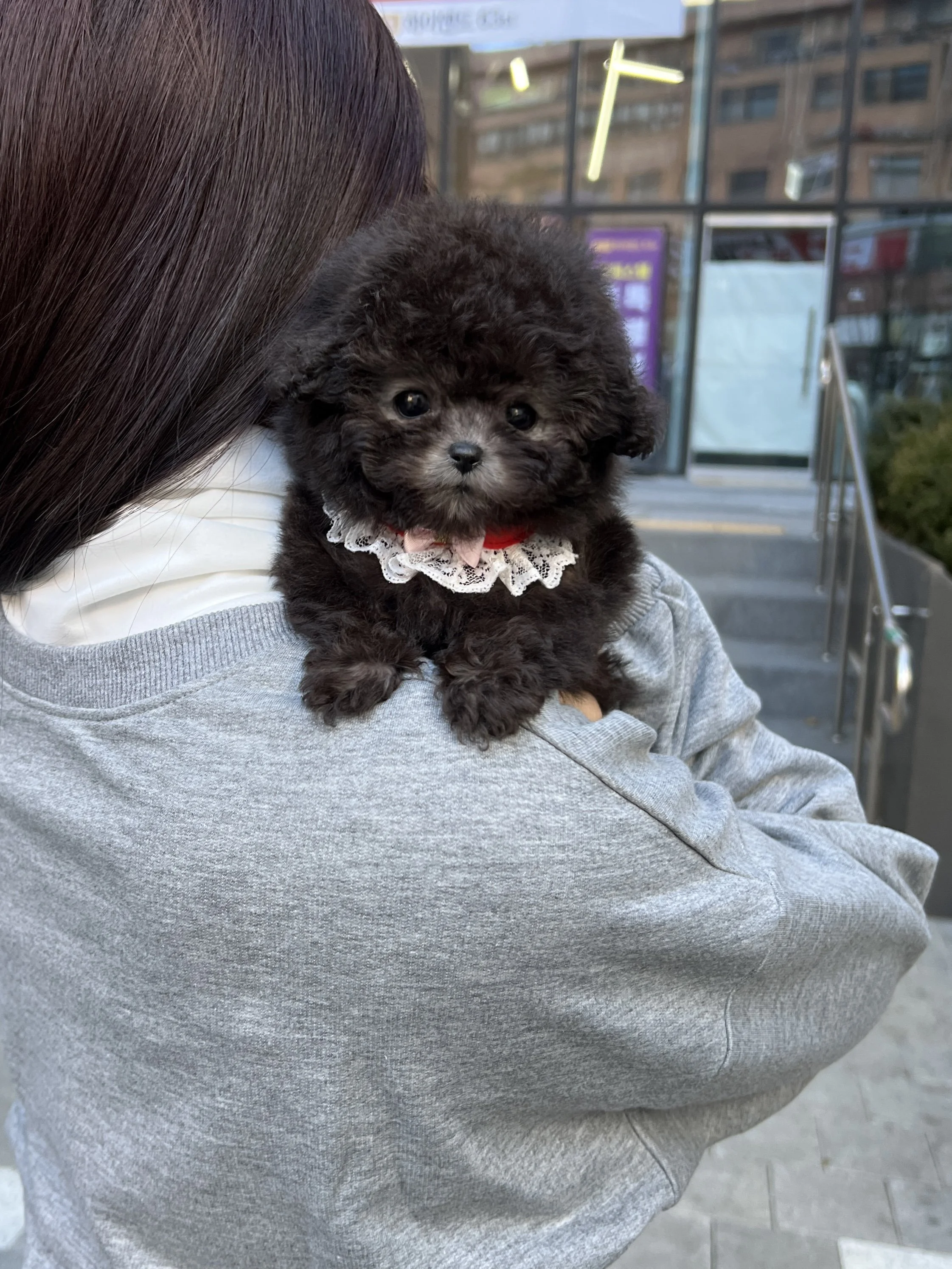 Pocket Pet Teacup Dog