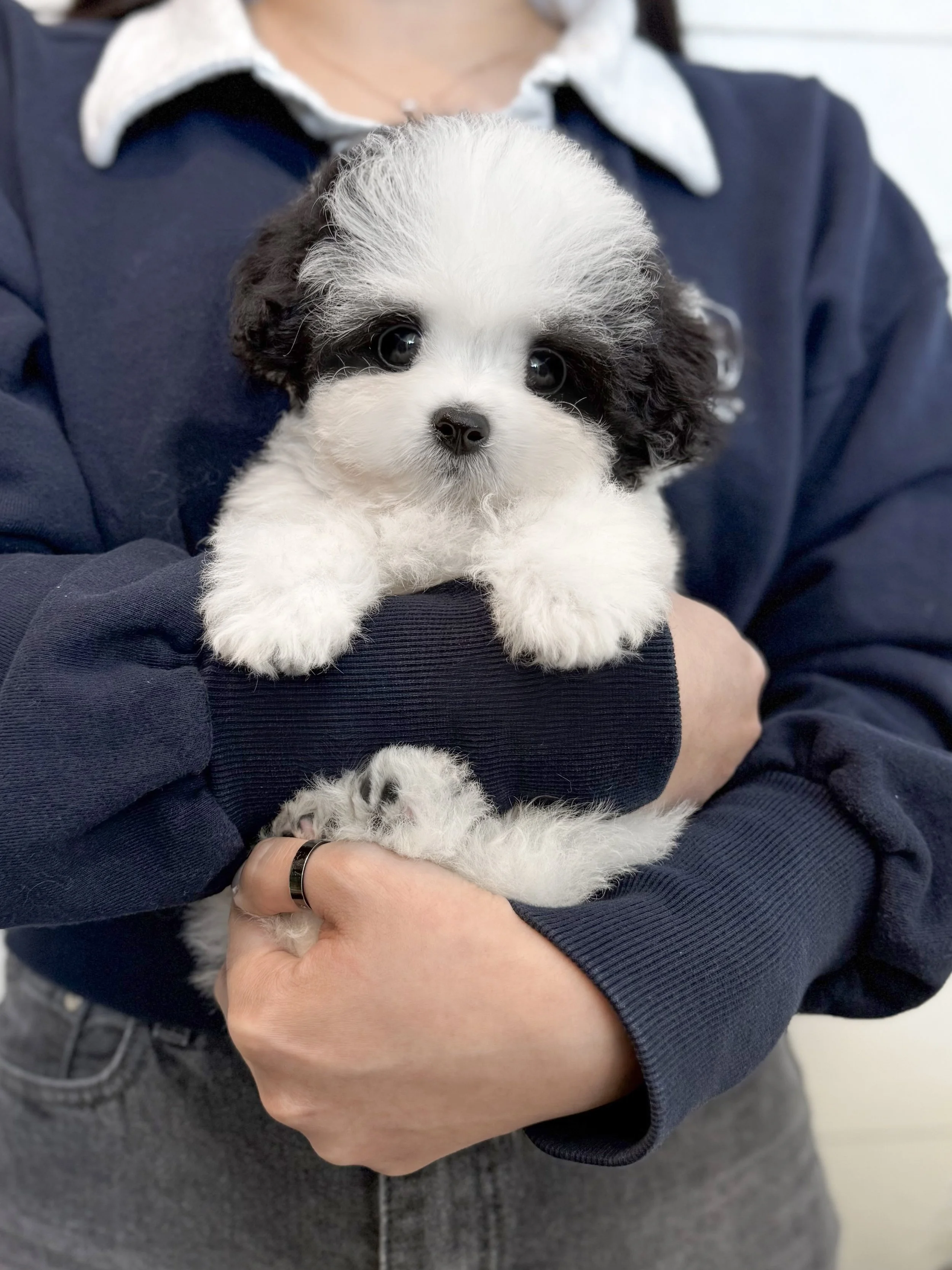 Pocket Pet Teacup Dog