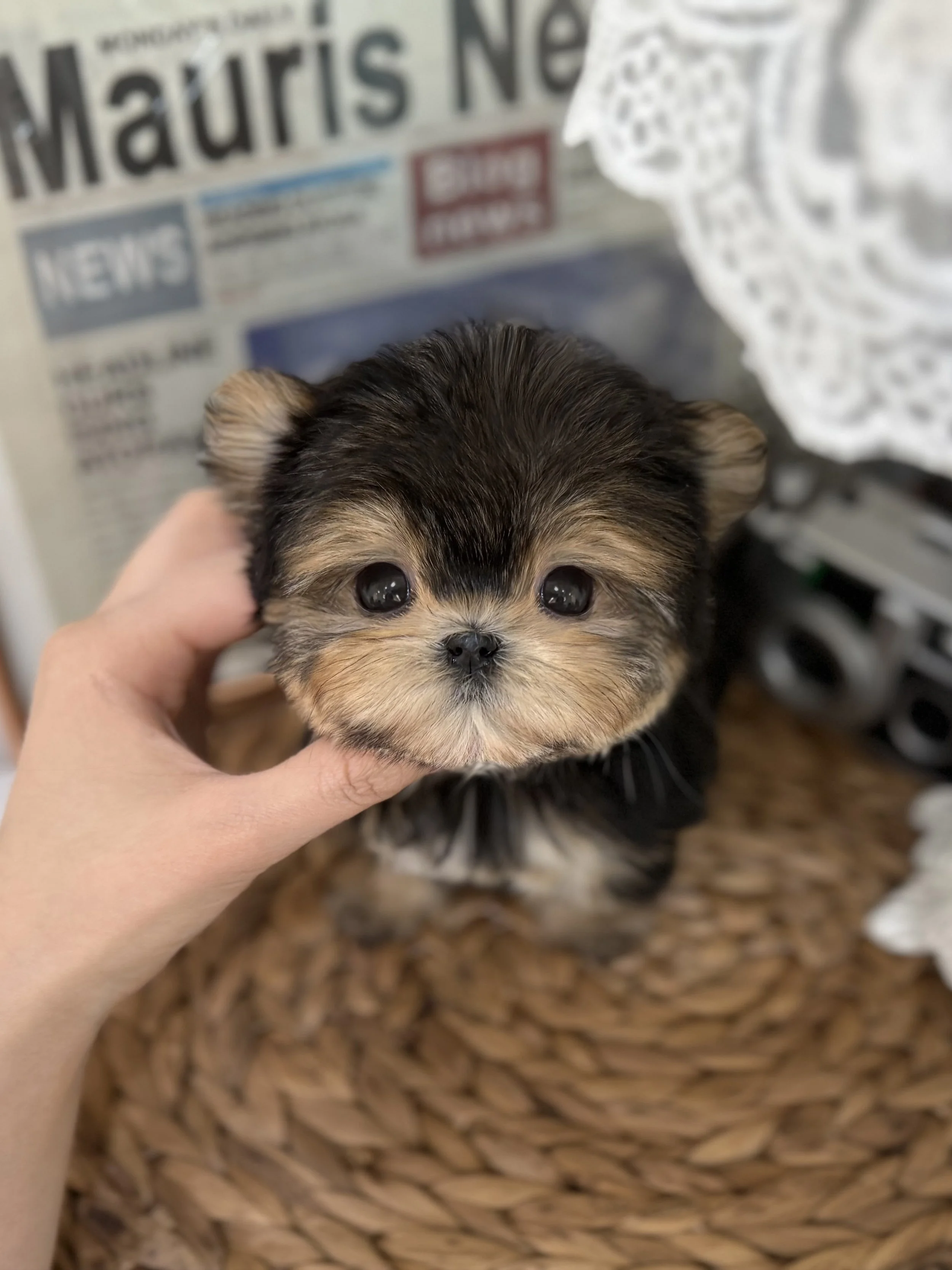 Pocket Pet Teacup Dog