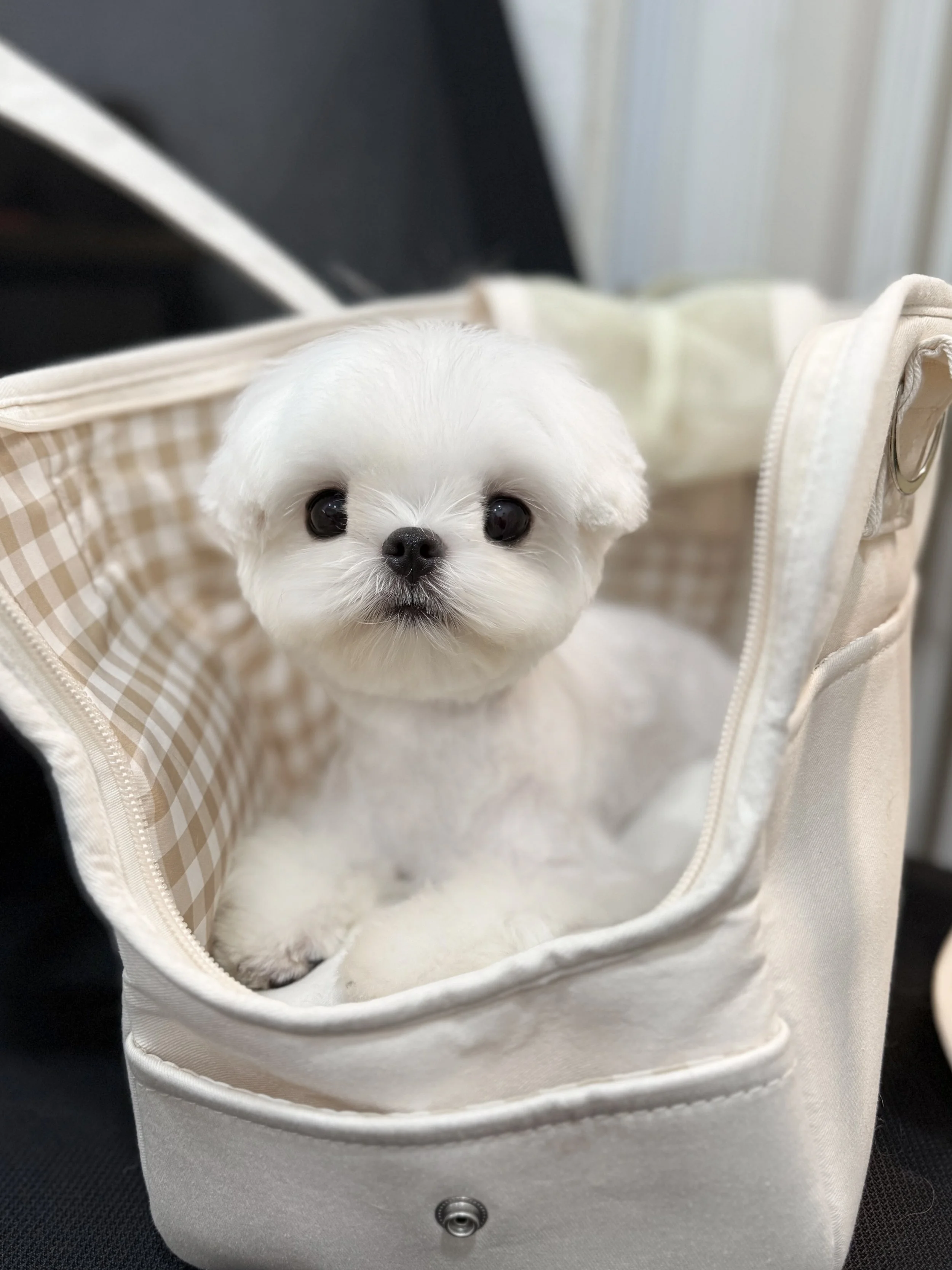 Pocket Pet Teacup Dog