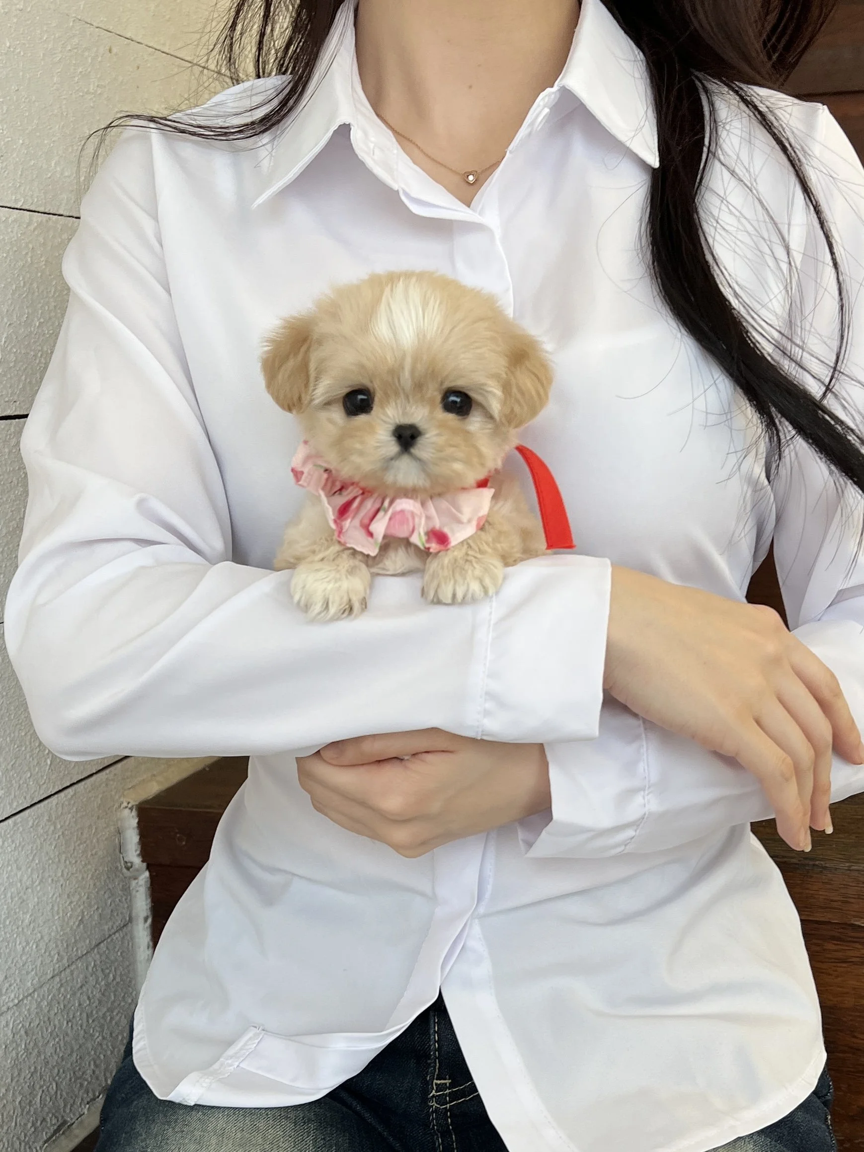 Pocket Pet Teacup Dog