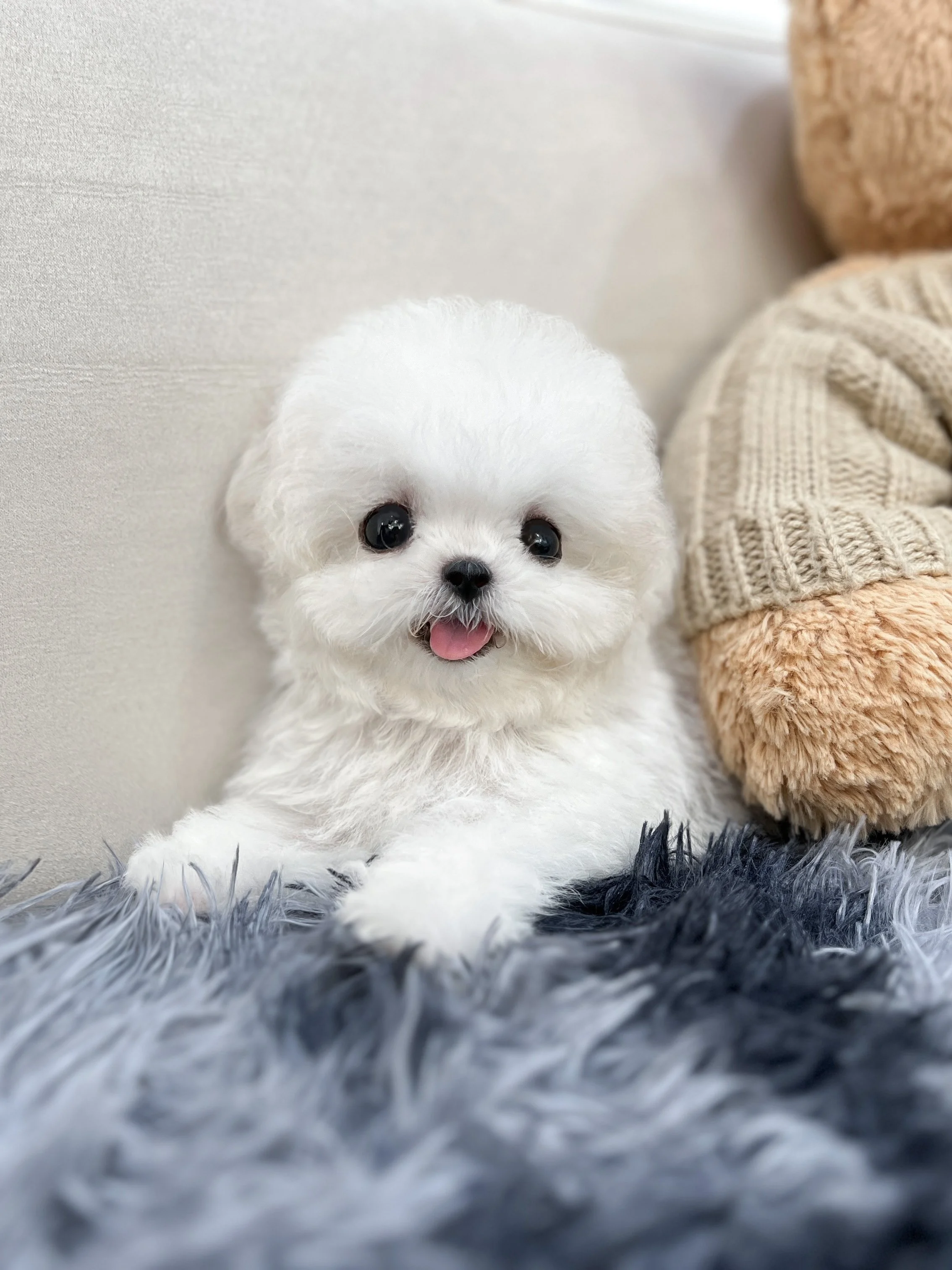 Pocket Pet Teacup Dog