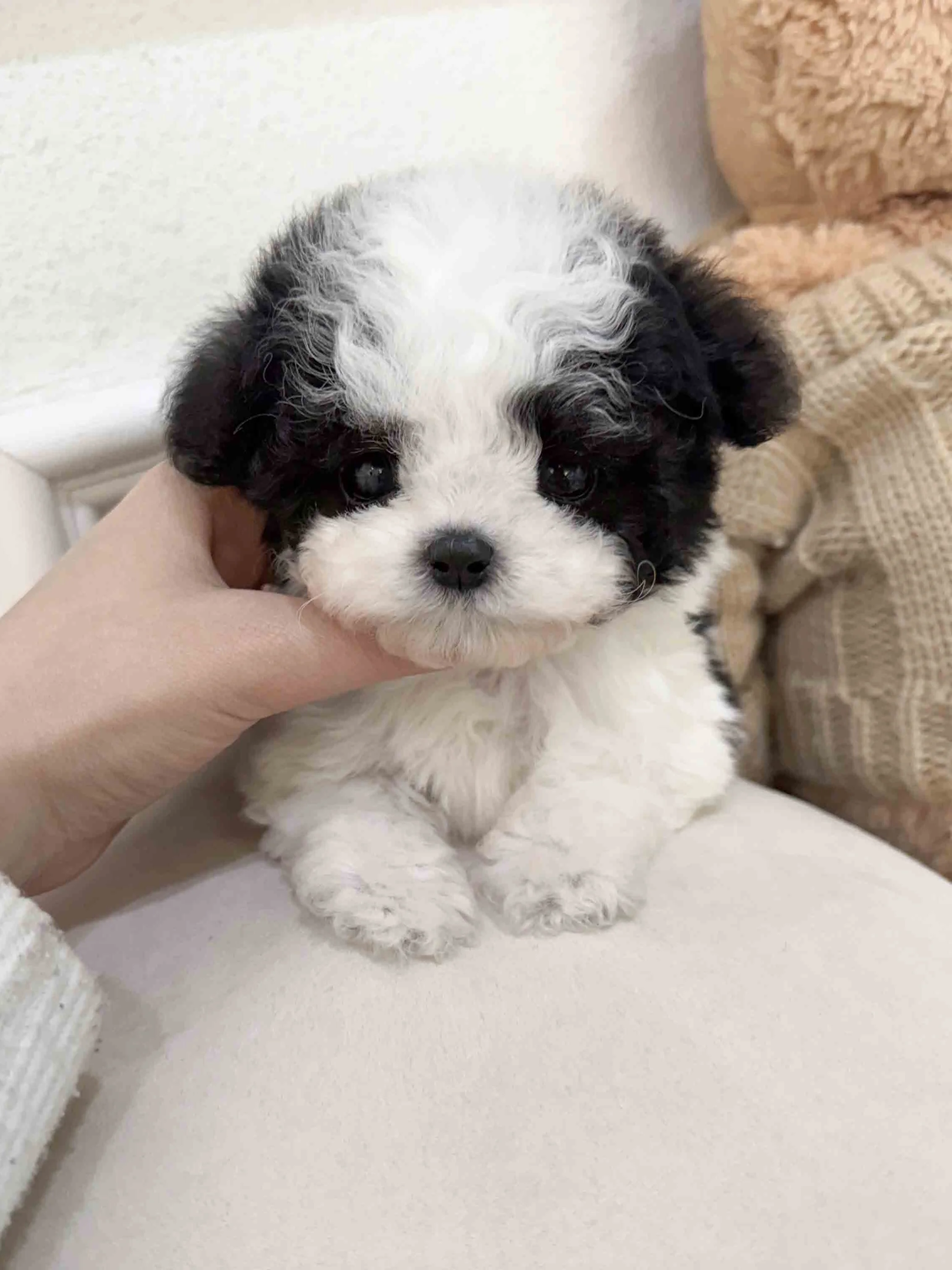 Pocket Pet Teacup Dog