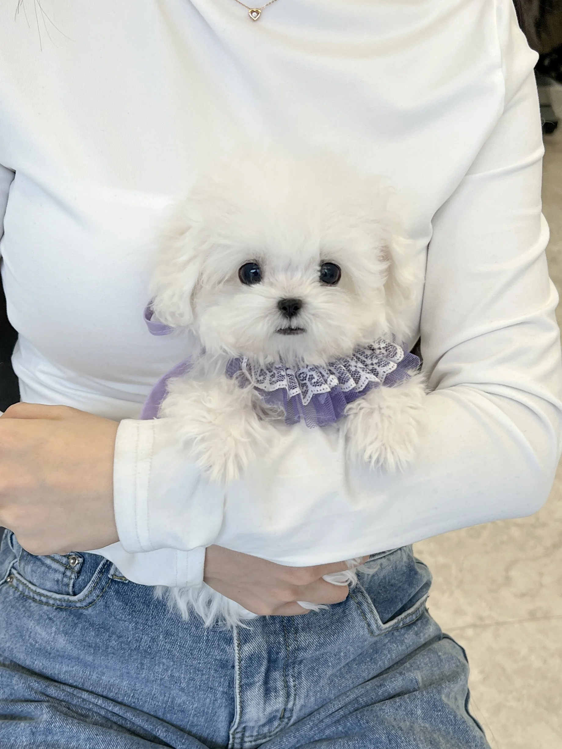 Pocket Pet Teacup Dog