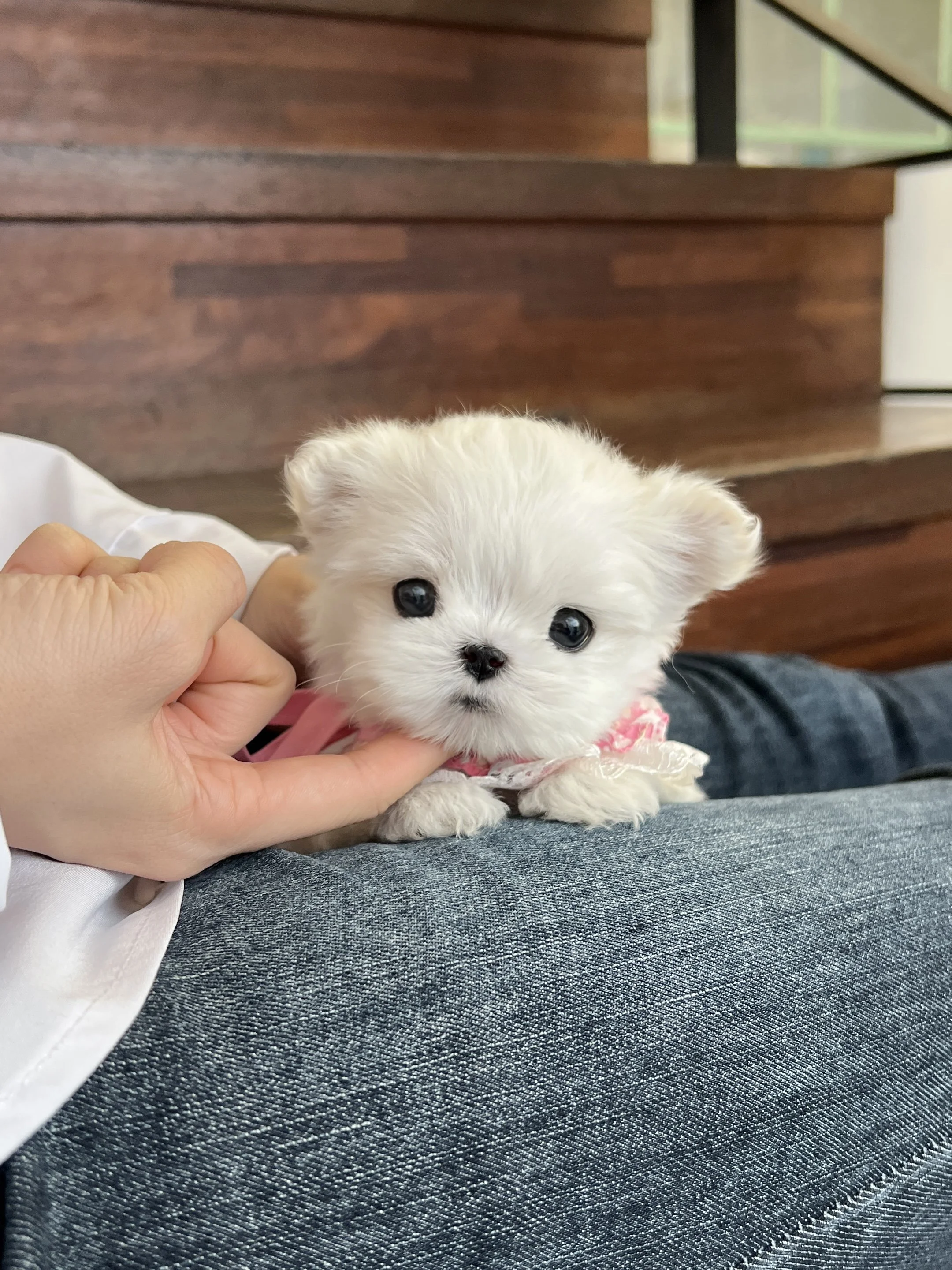 Pocket Pet Teacup Dog