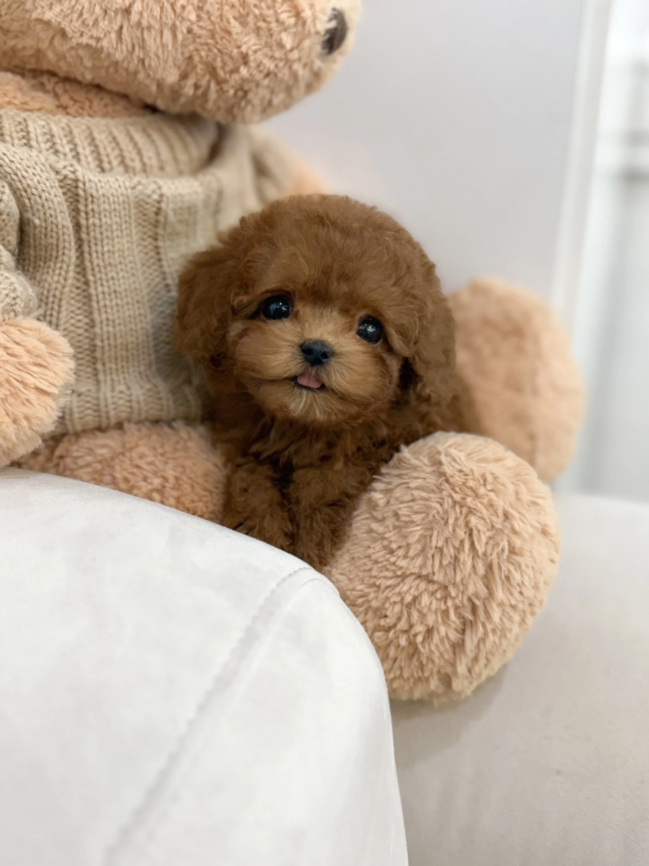 Pocket Pet Teacup Dog