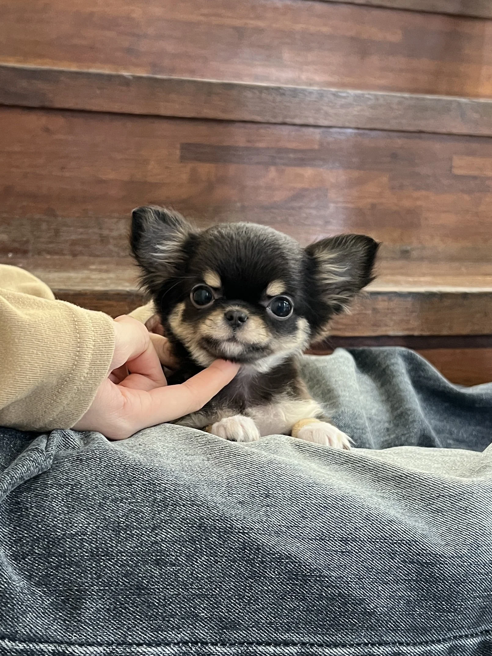 Pocket Pet Teacup Dog