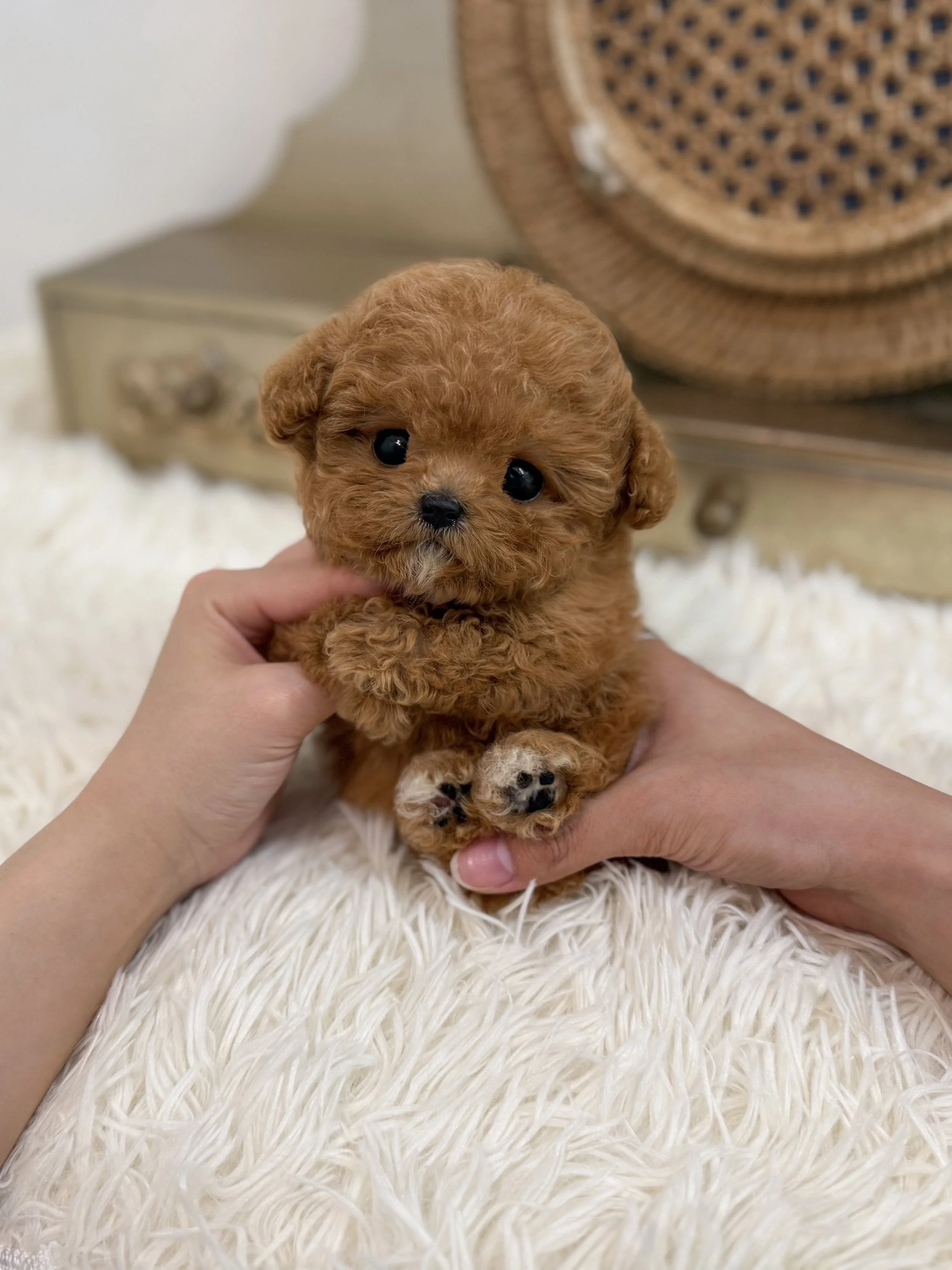 Pocket Pet Teacup Dog