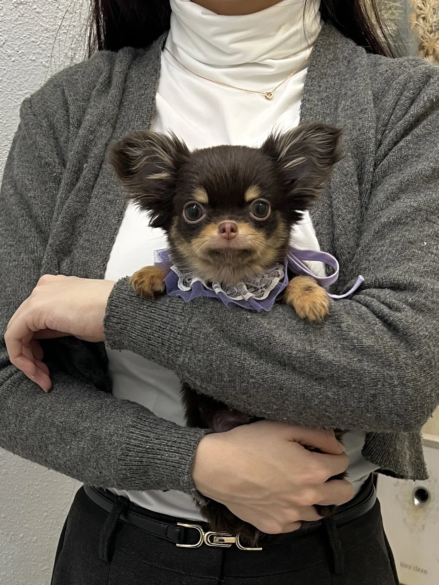 Pocket Pet Teacup Dog