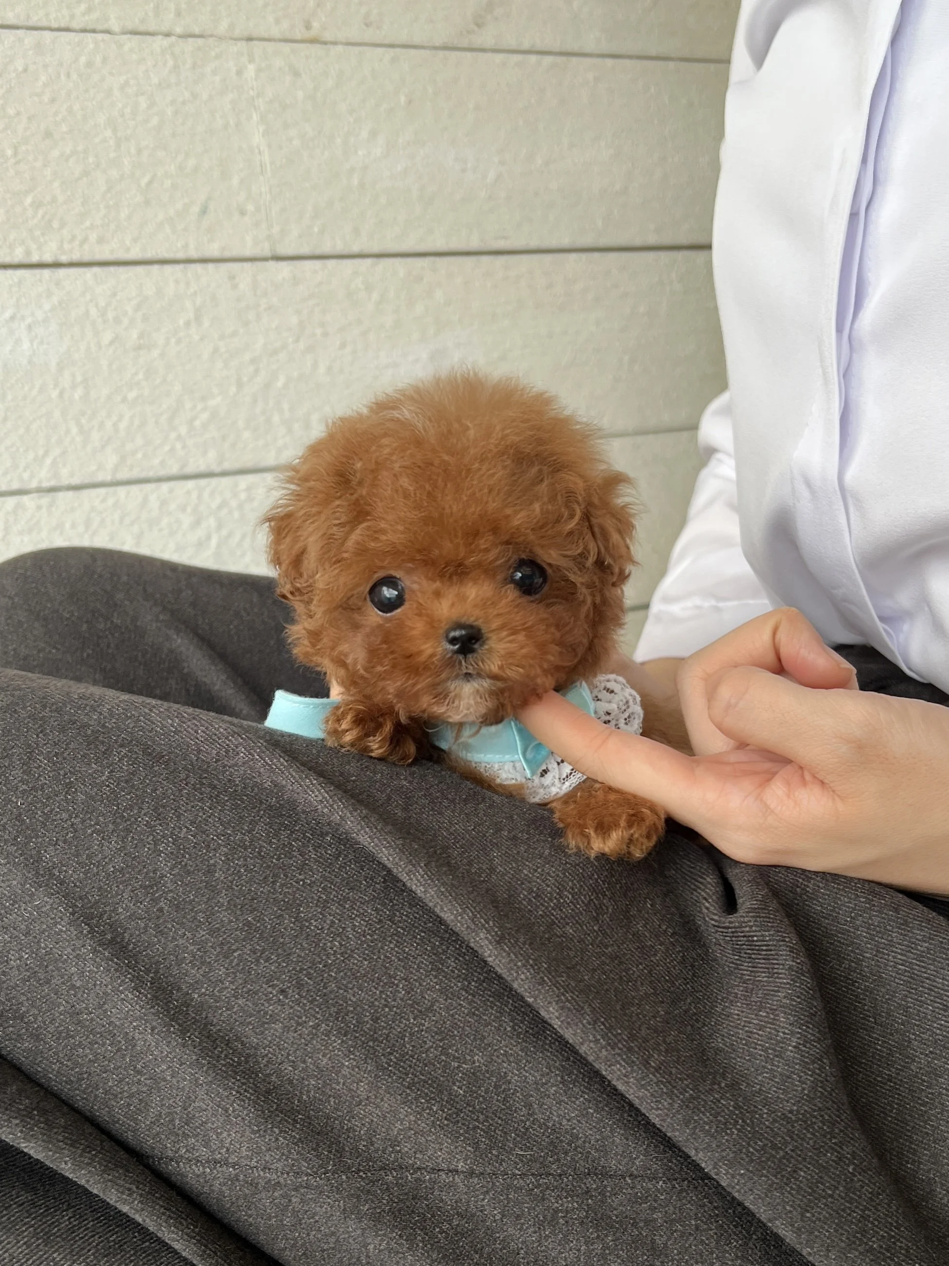 Pocket Pet Teacup Dog