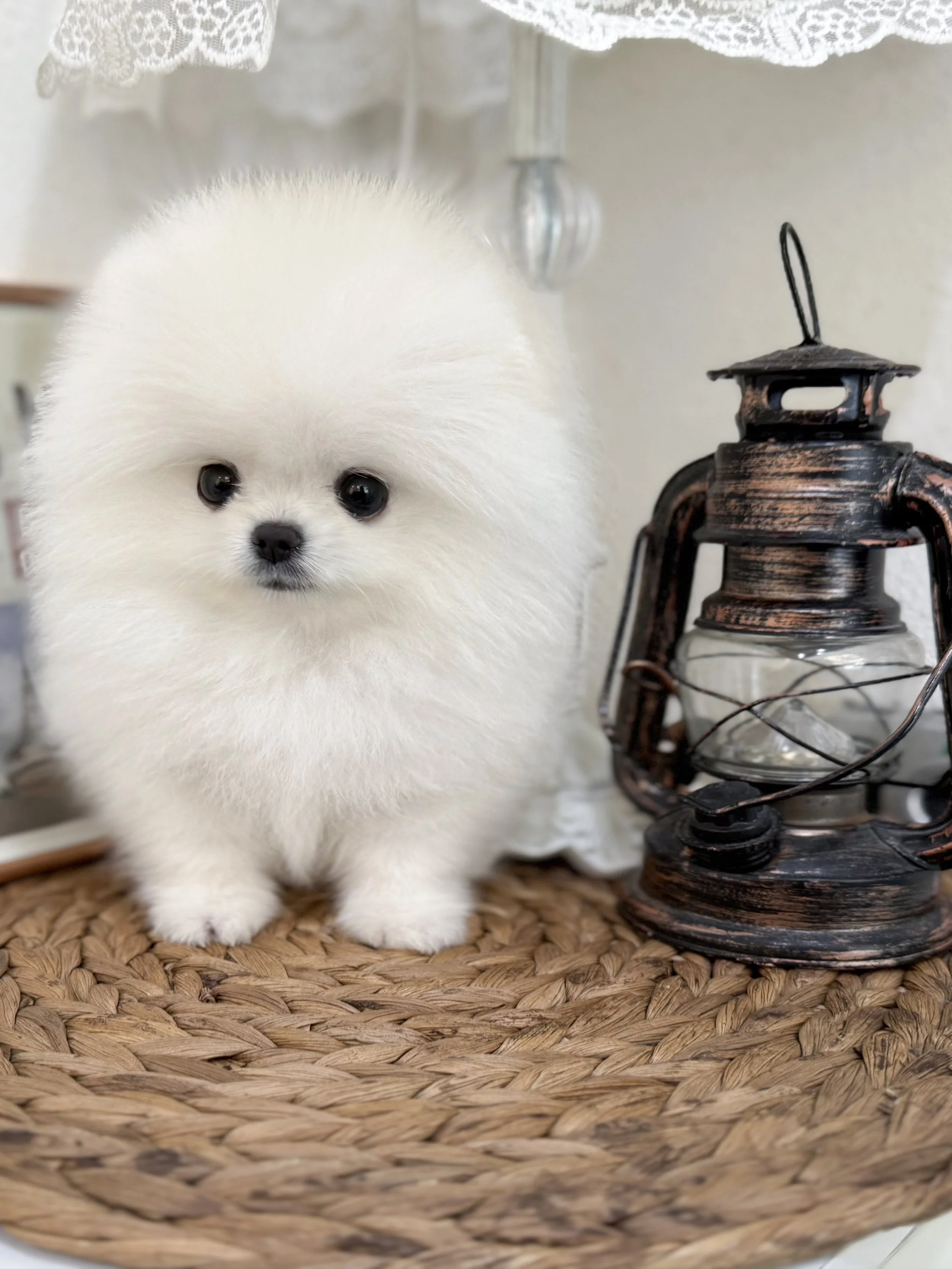 Pocket Pet Teacup Dog