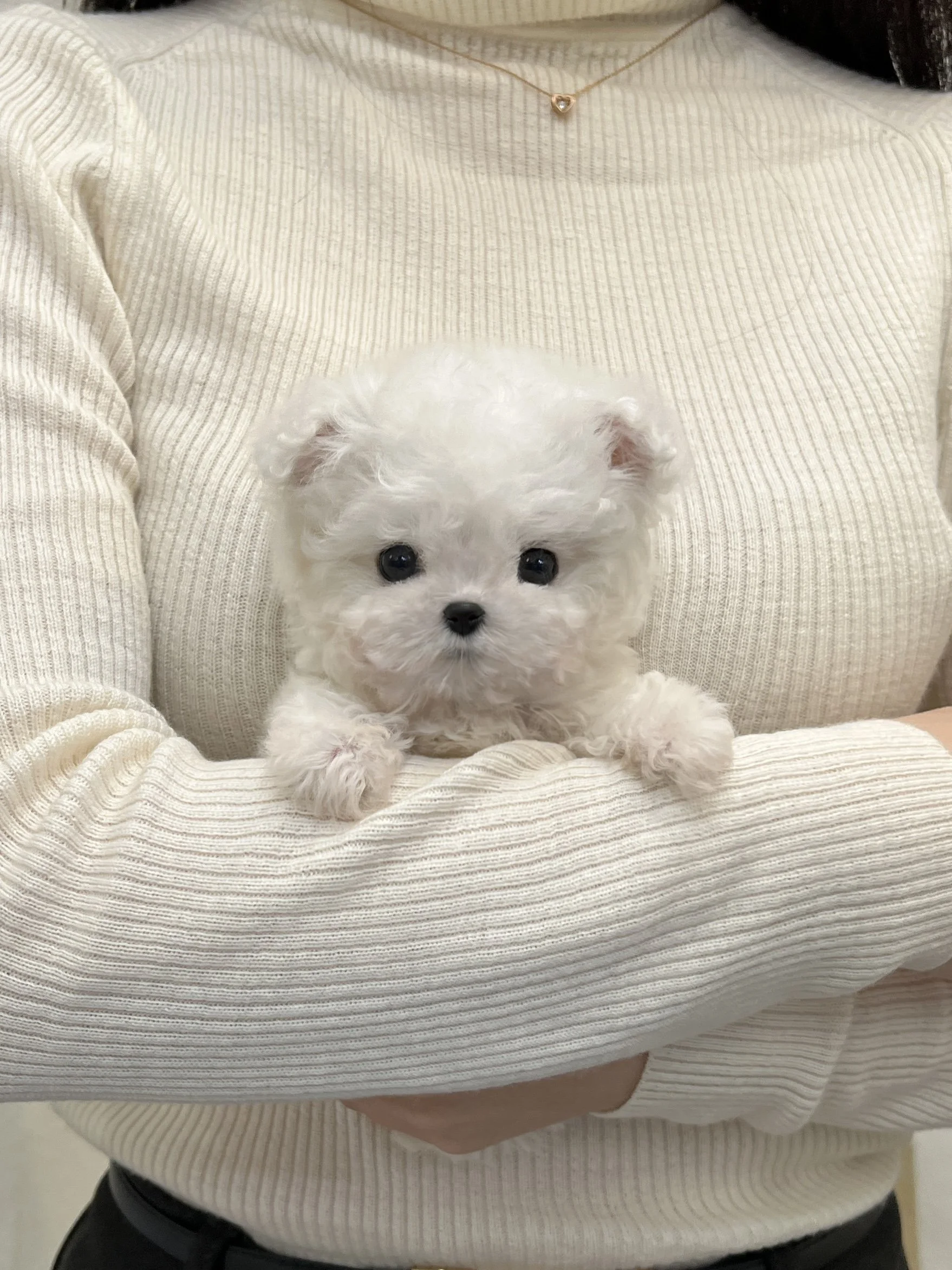 Pocket Pet Teacup Dog