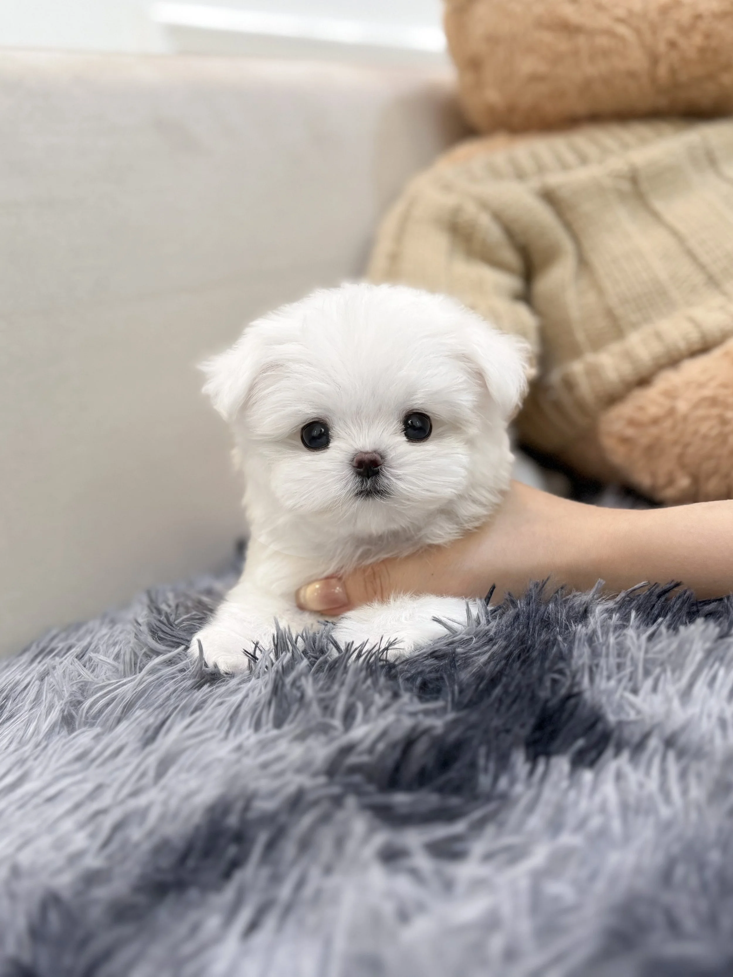 Pocket Pet Teacup Dog