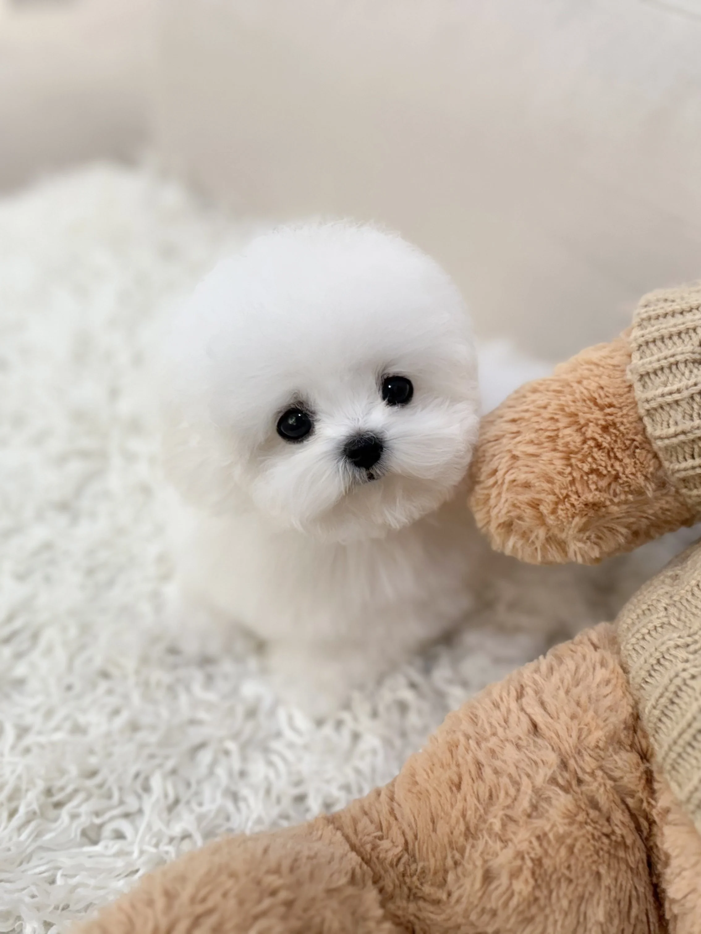 Pocket Pet Teacup Dog
