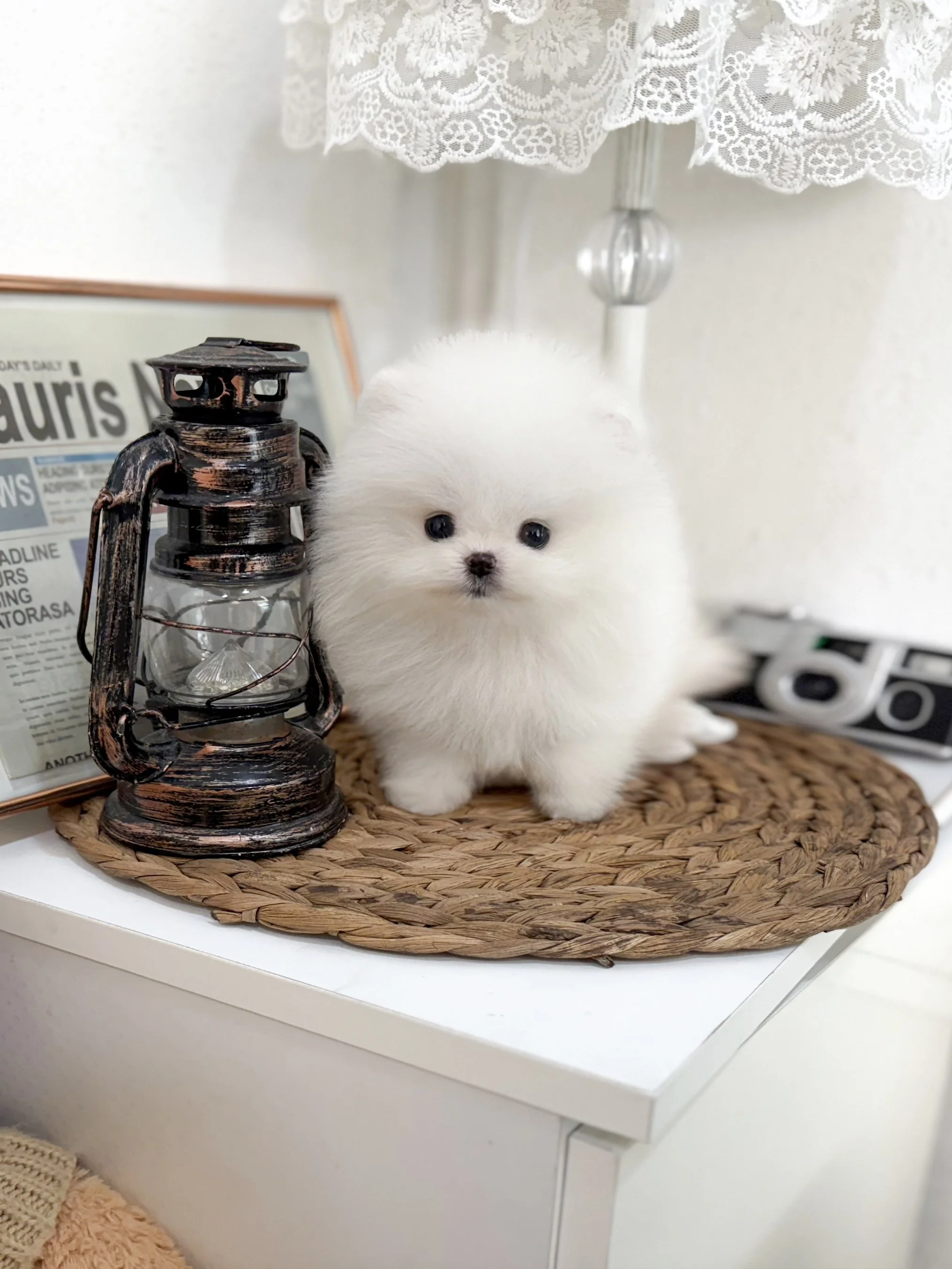 Pocket Pet Teacup Dog