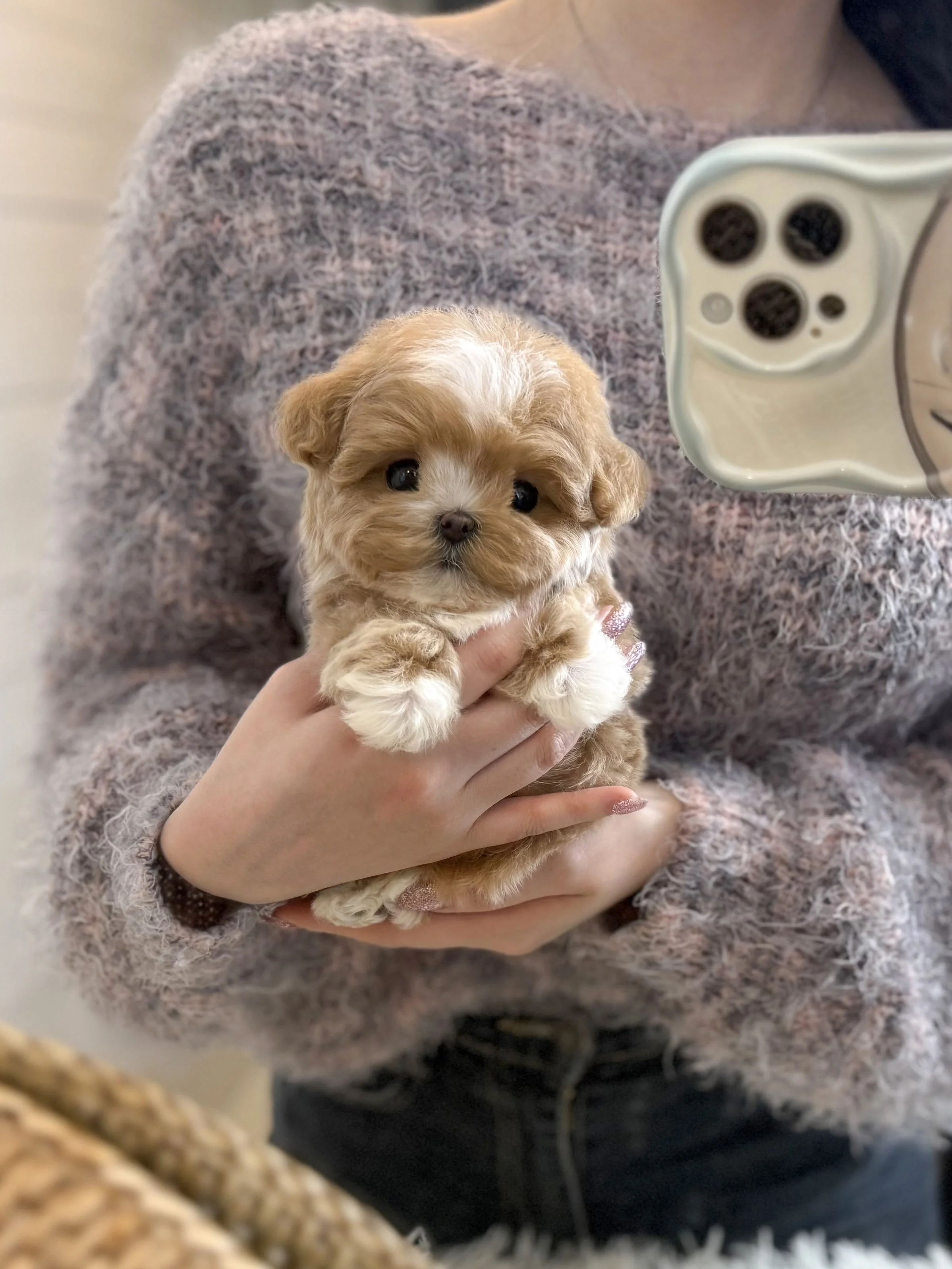 Pocket Pet Teacup Dog