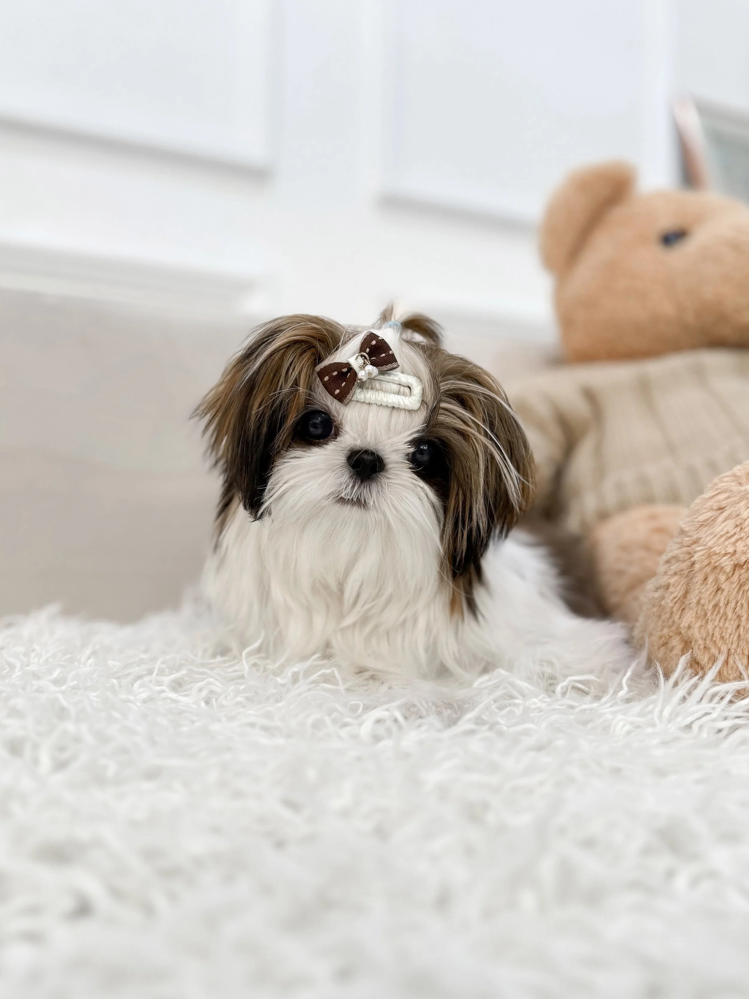 Pocket Pet Teacup Dog