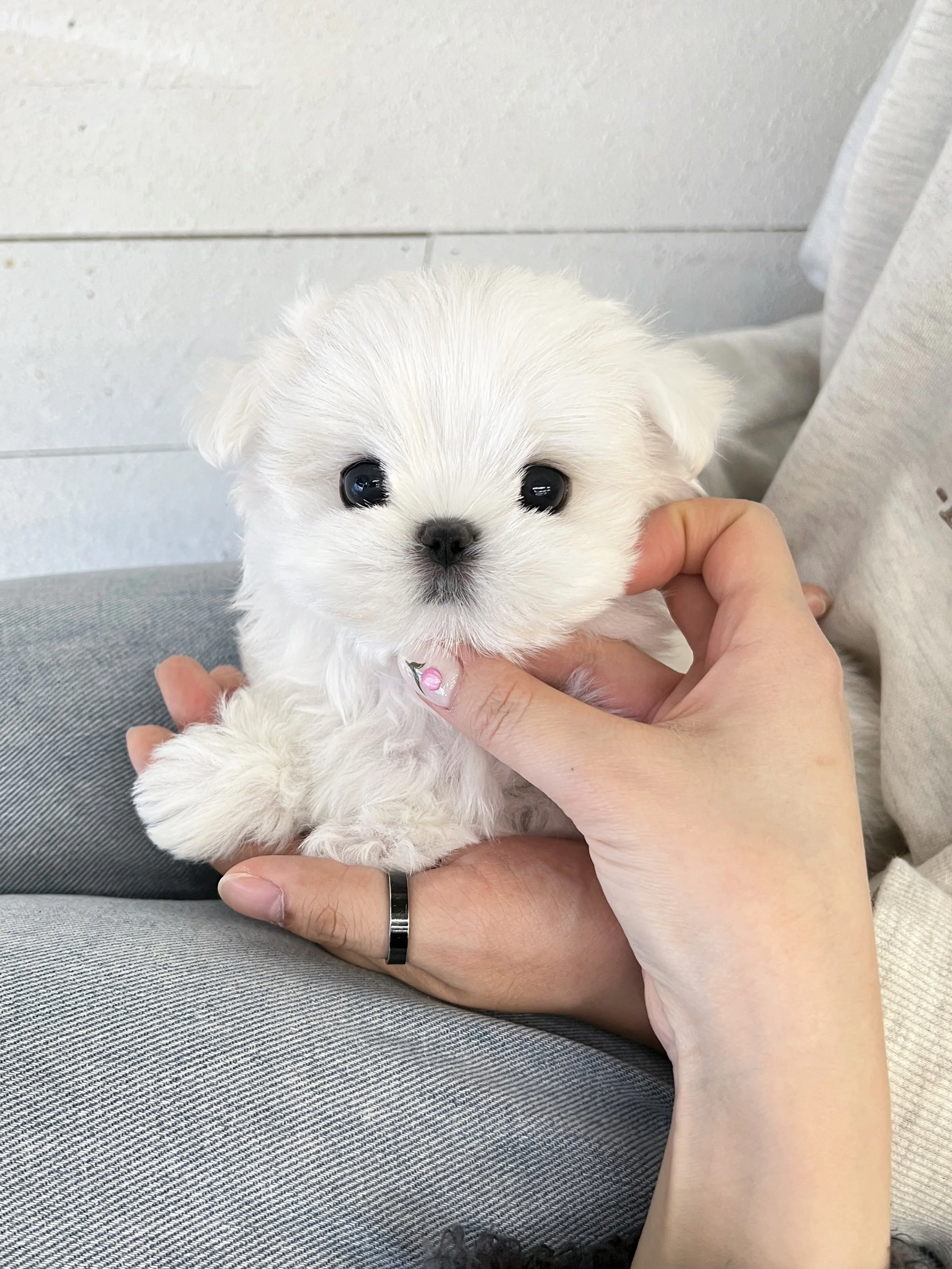 Pocket Pet Teacup Dog
