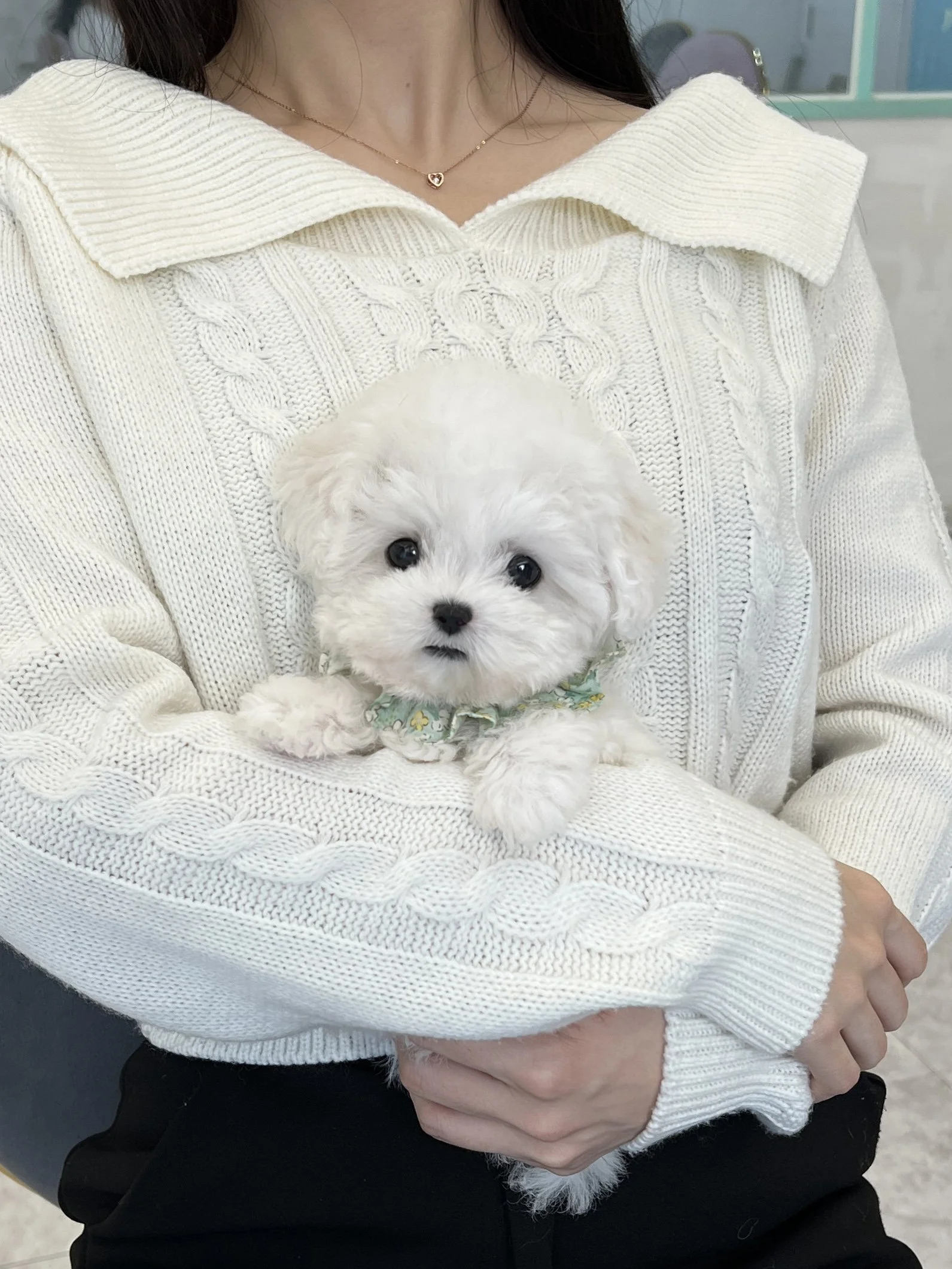 Pocket Pet Teacup Dog