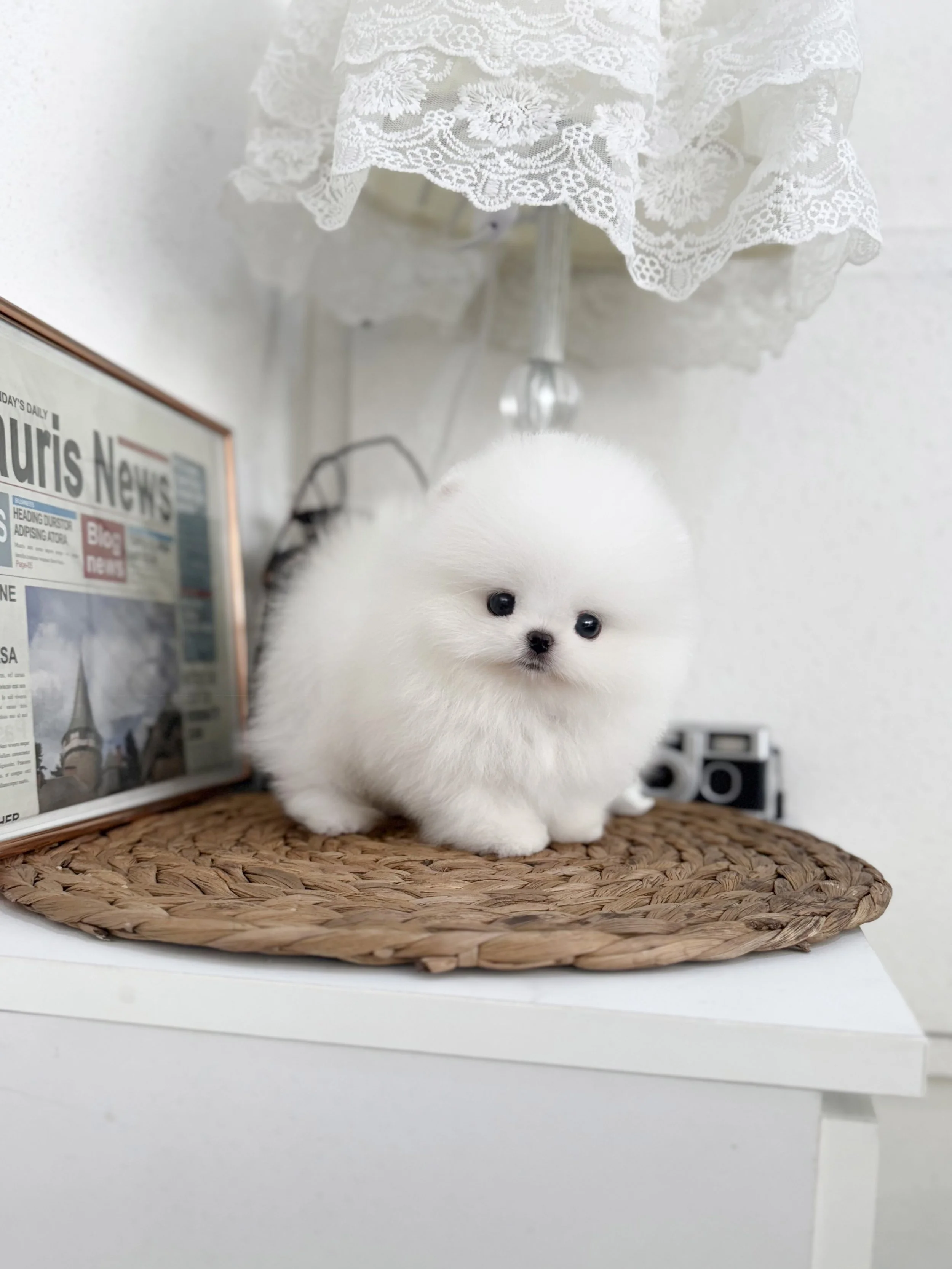 Pocket Pet Teacup Dog