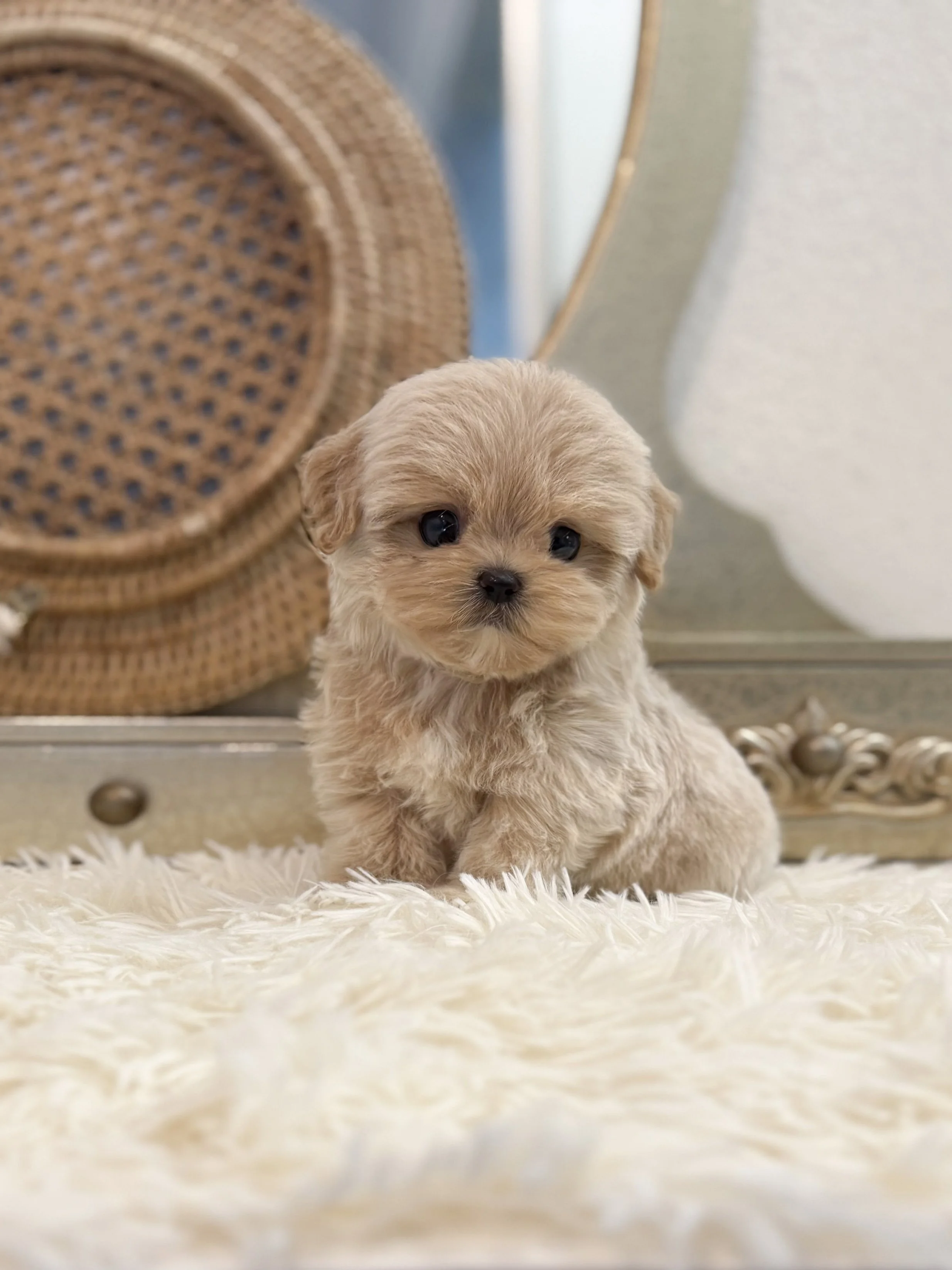 Pocket Pet Teacup Dog