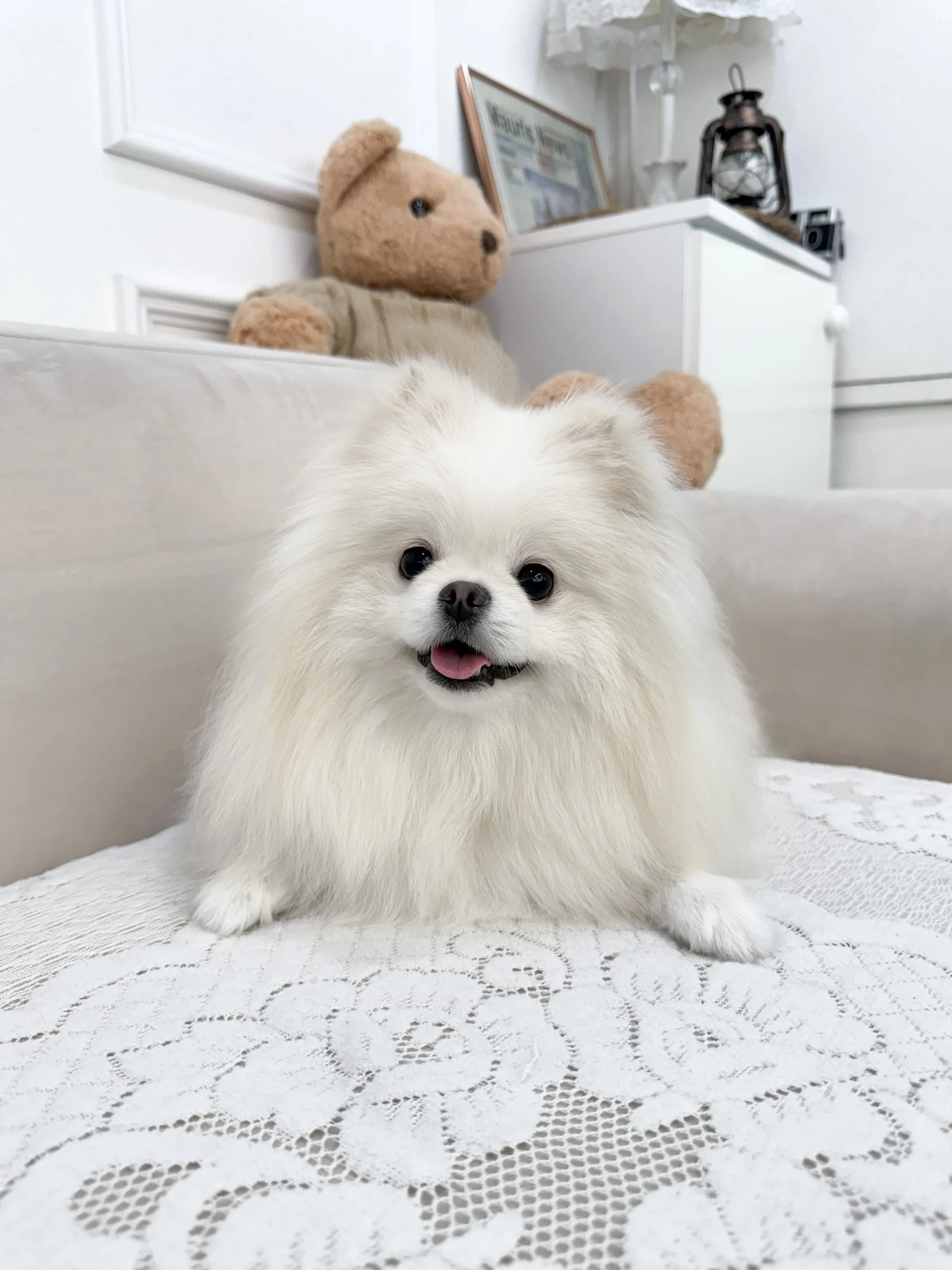 Pocket Pet Teacup Dog