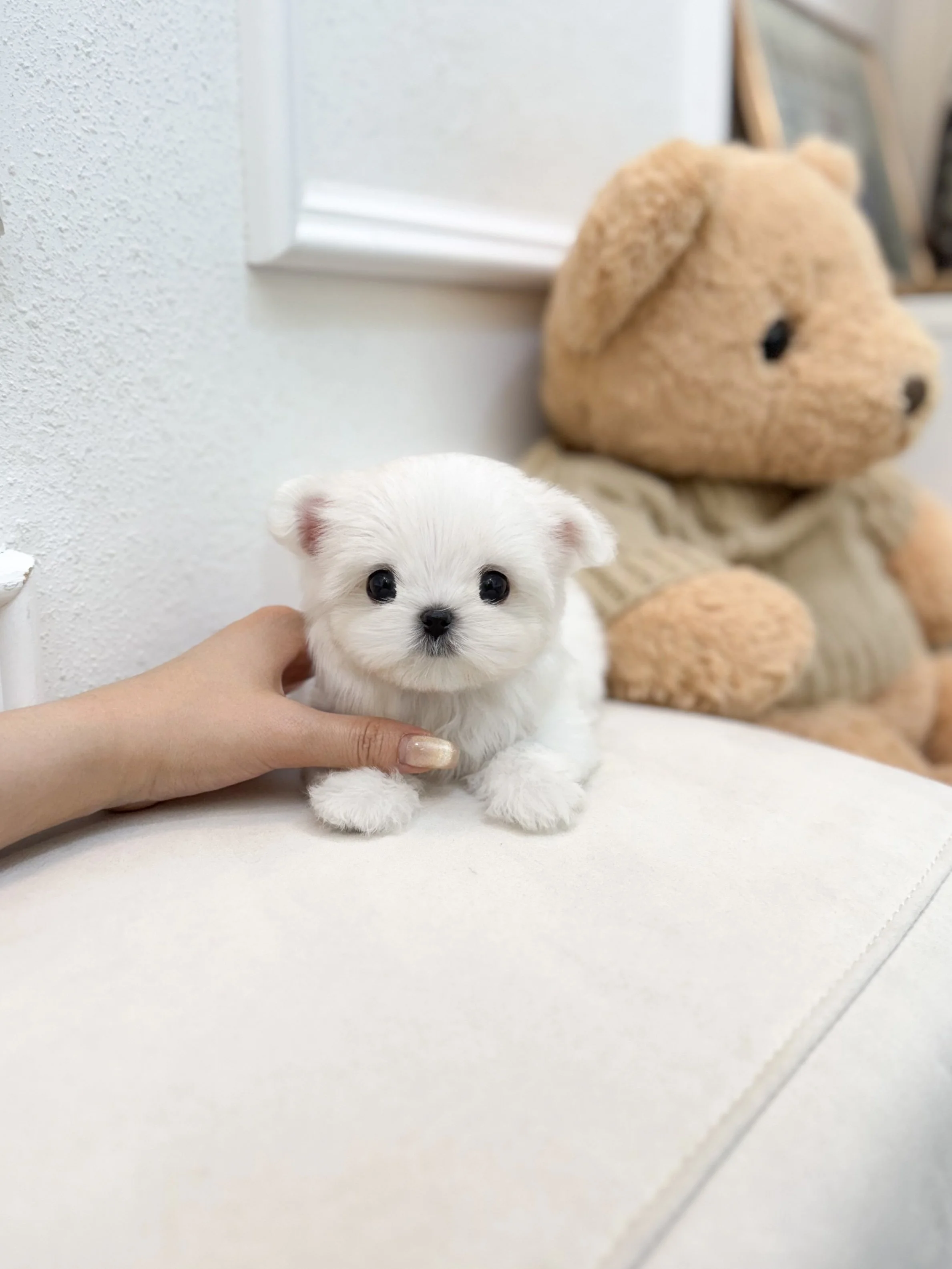 Pocket Pet Teacup Dog