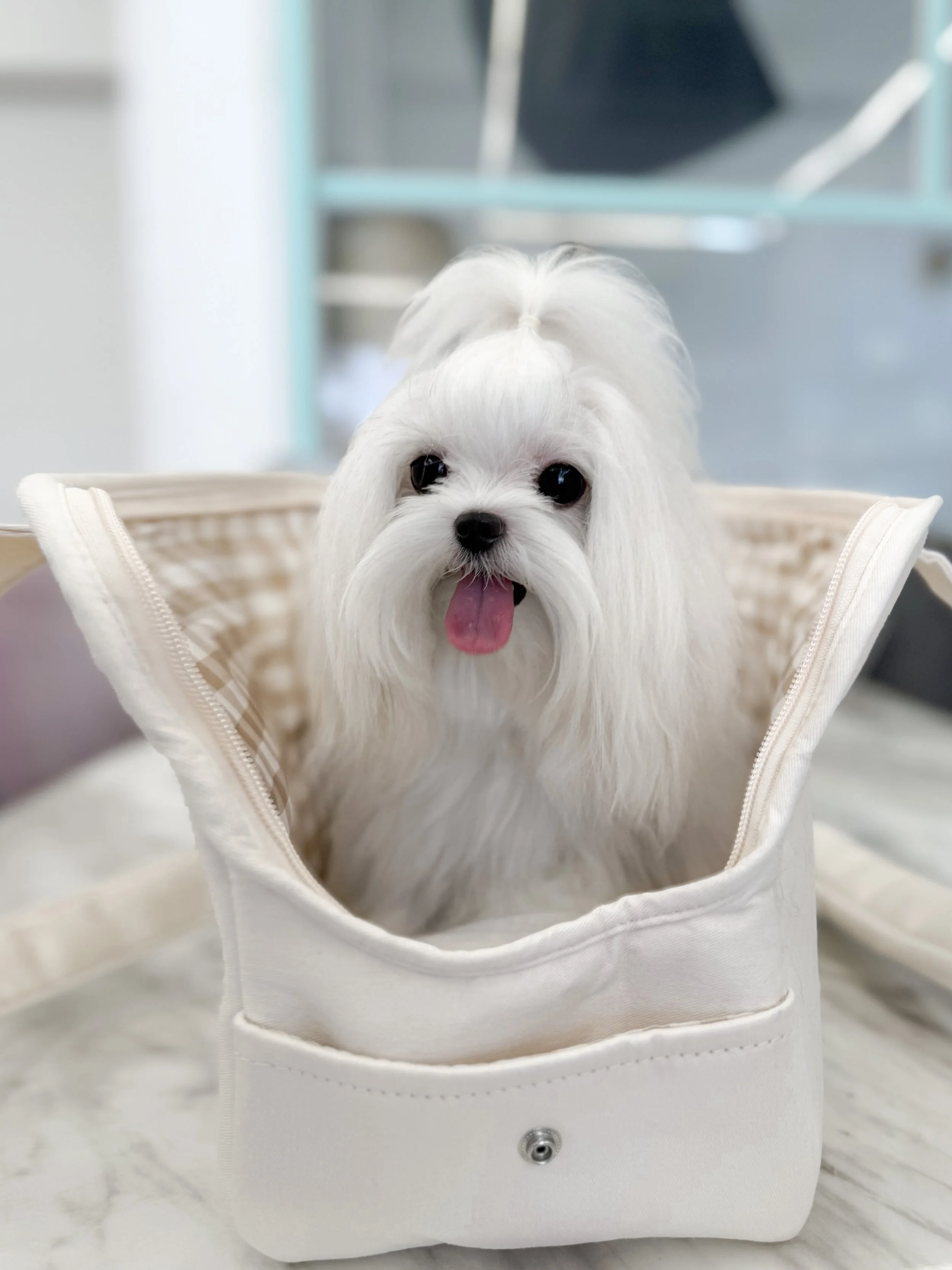 Pocket Pet Teacup Dog