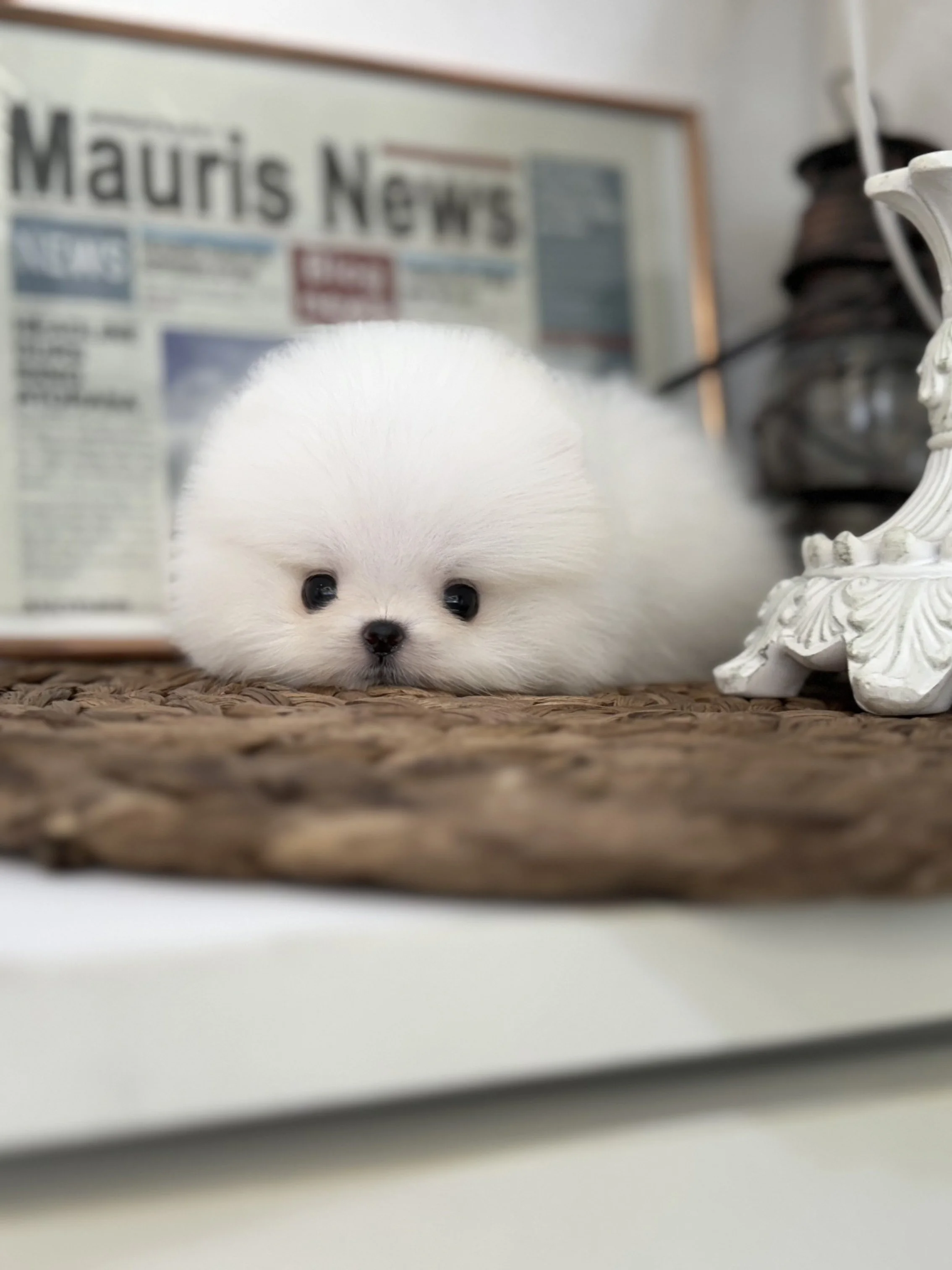 Pocket Pet Teacup Dog