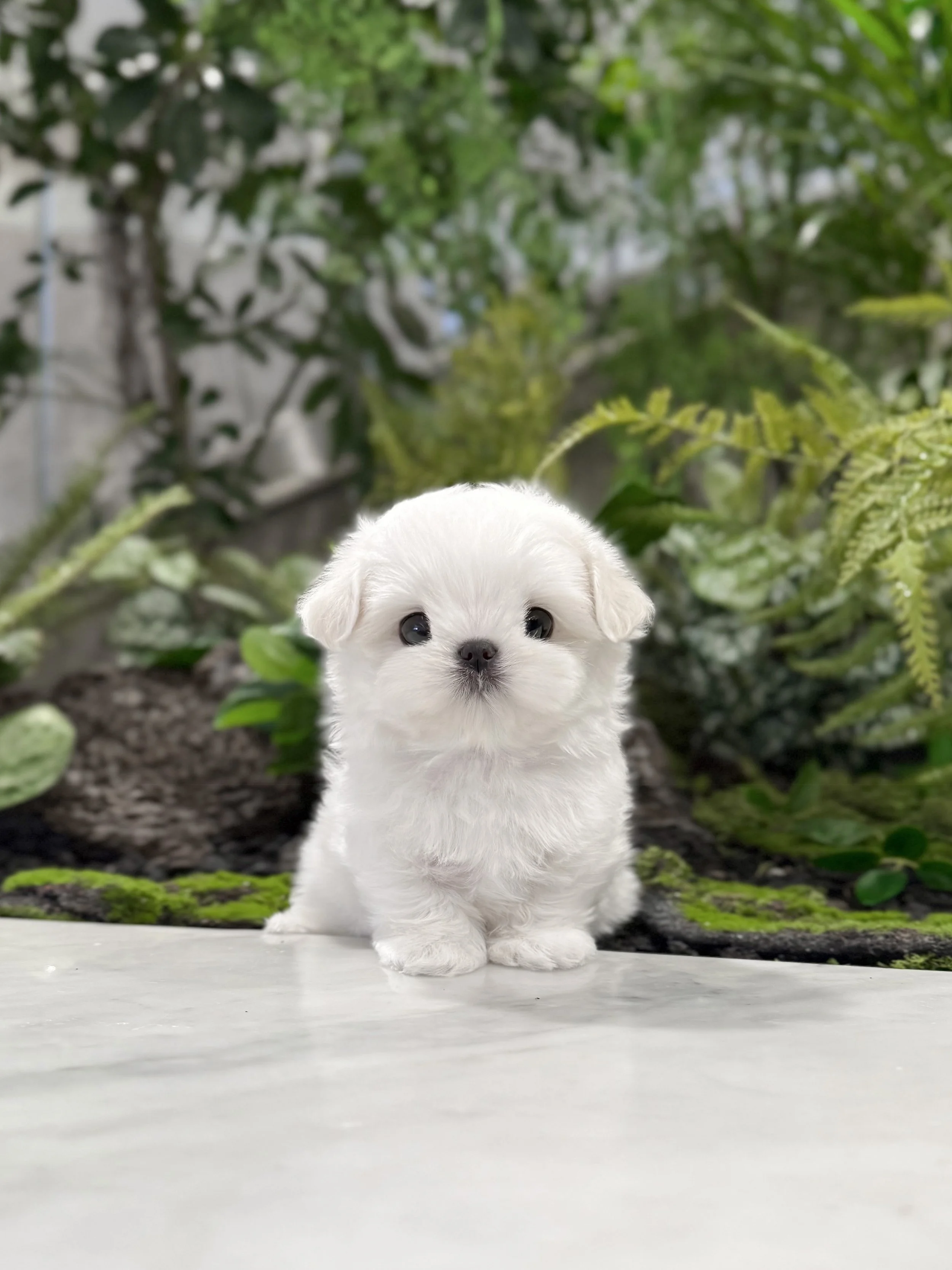 Pocket Pet Teacup Dog