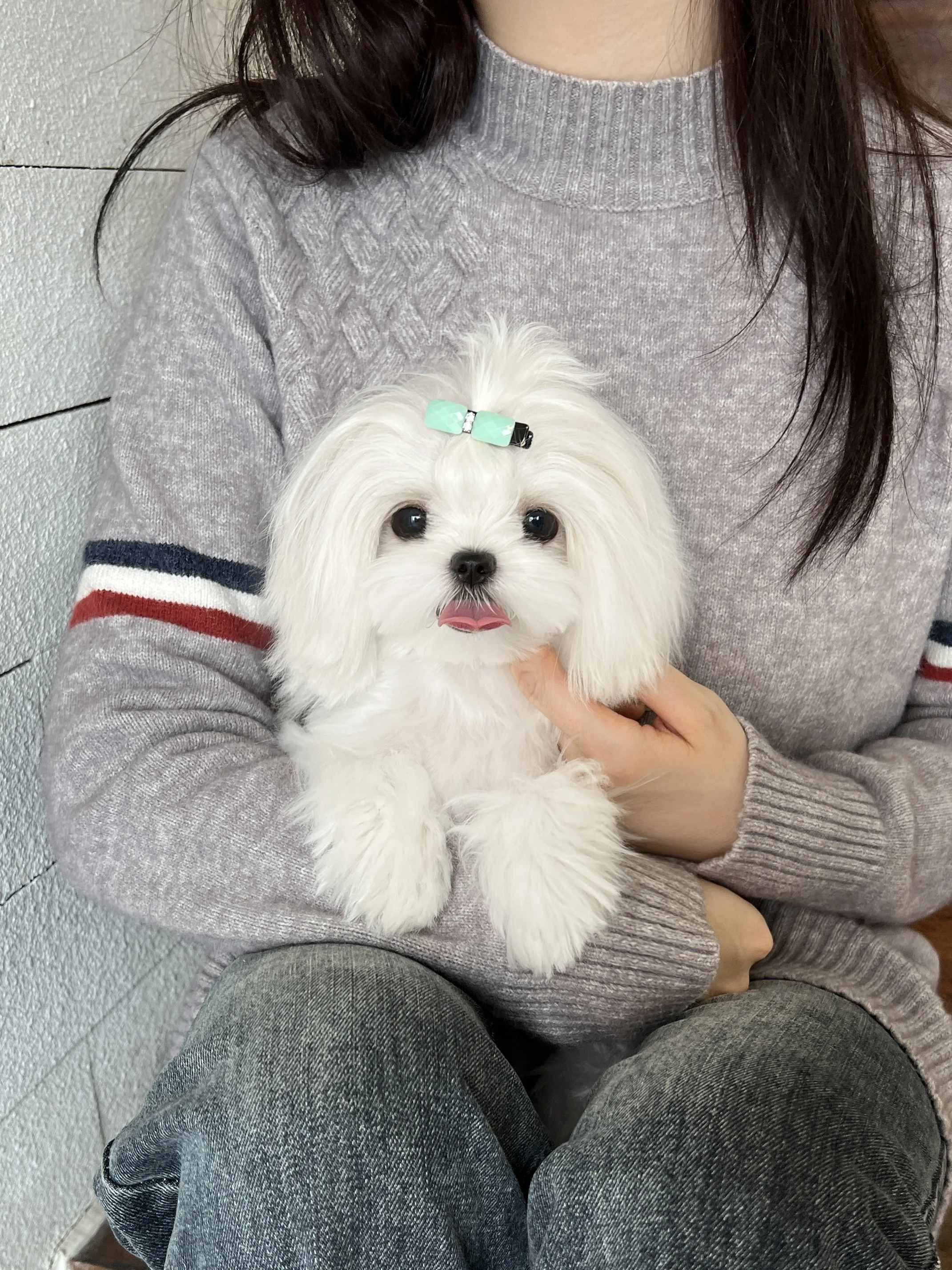 Pocket Pet Teacup Dog