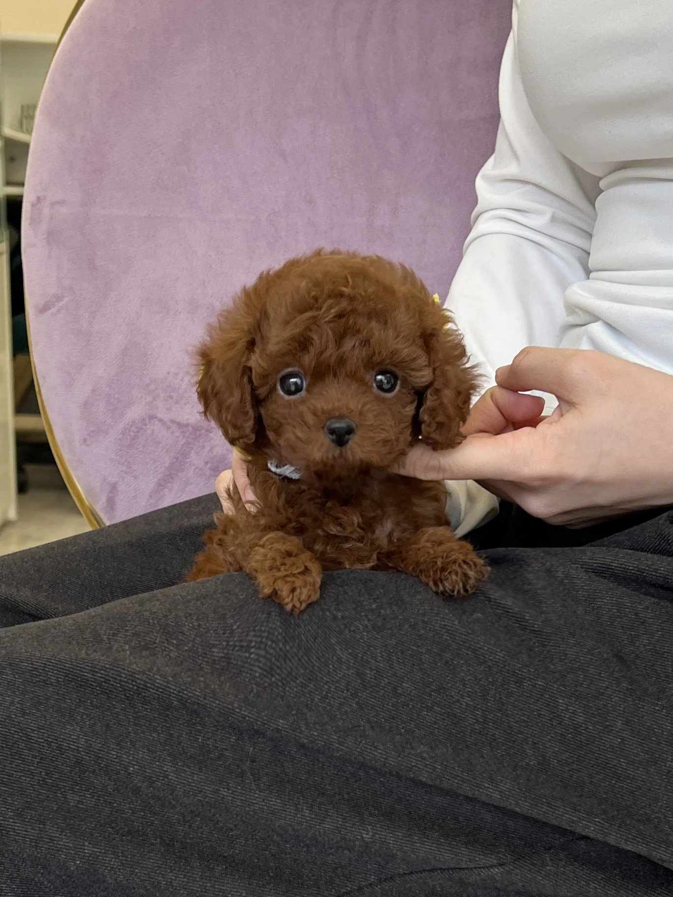 Pocket Pet Teacup Dog