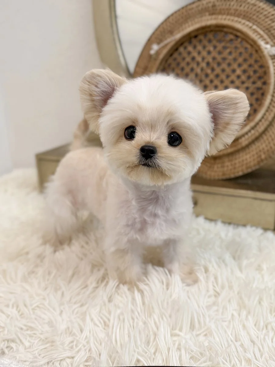 Pocket Pet Teacup Dog