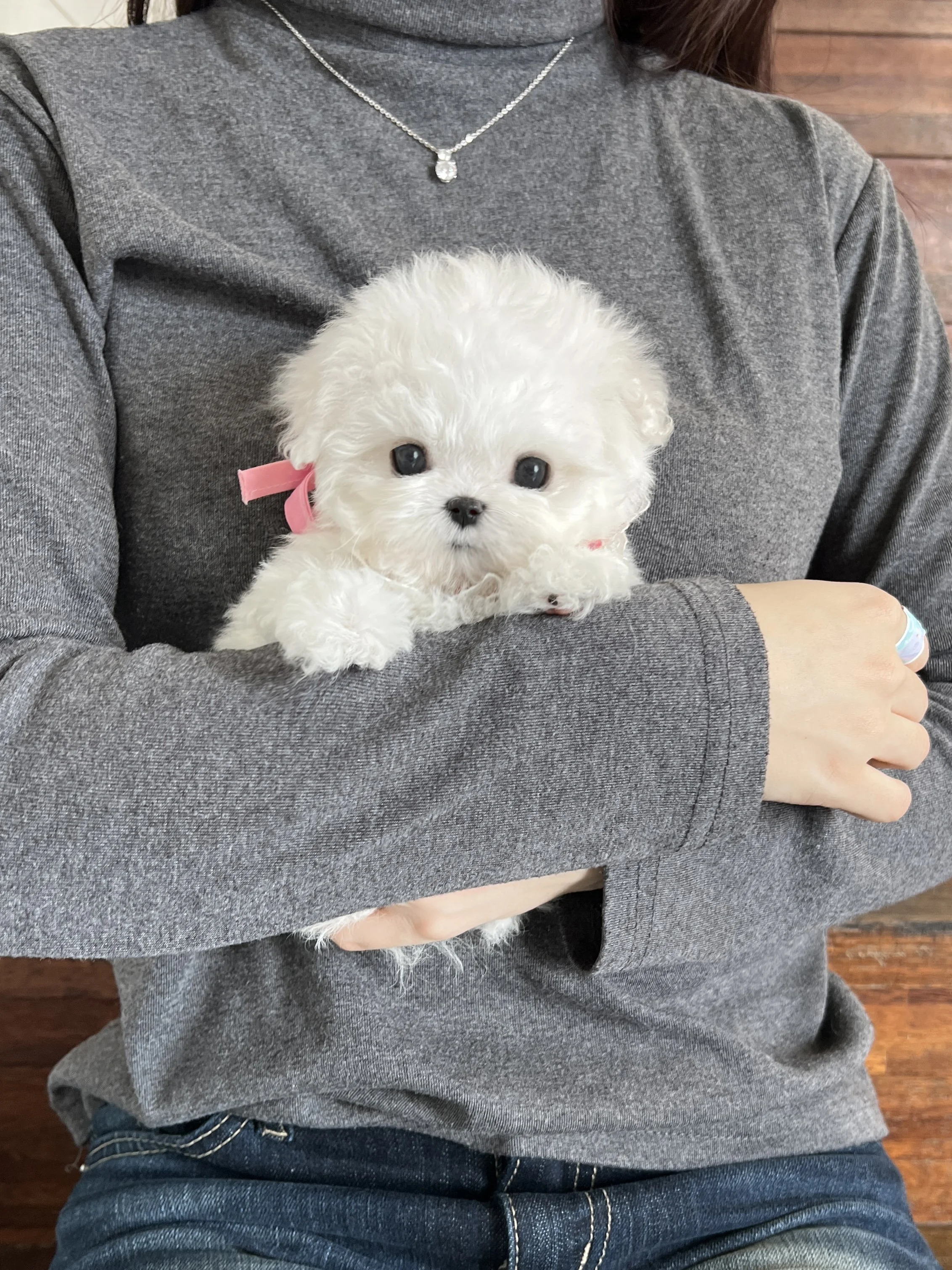 Pocket Pet Teacup Dog