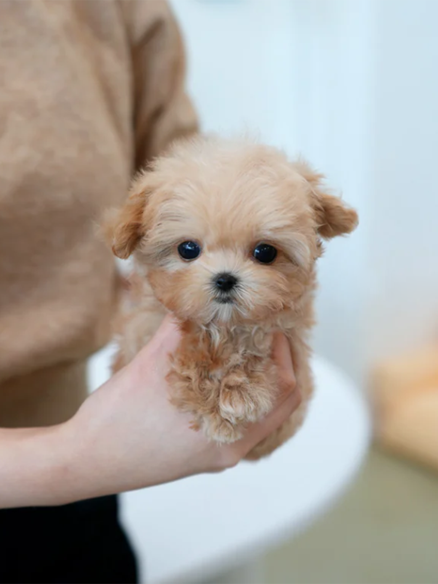 Pocket Pet Teacup Dog