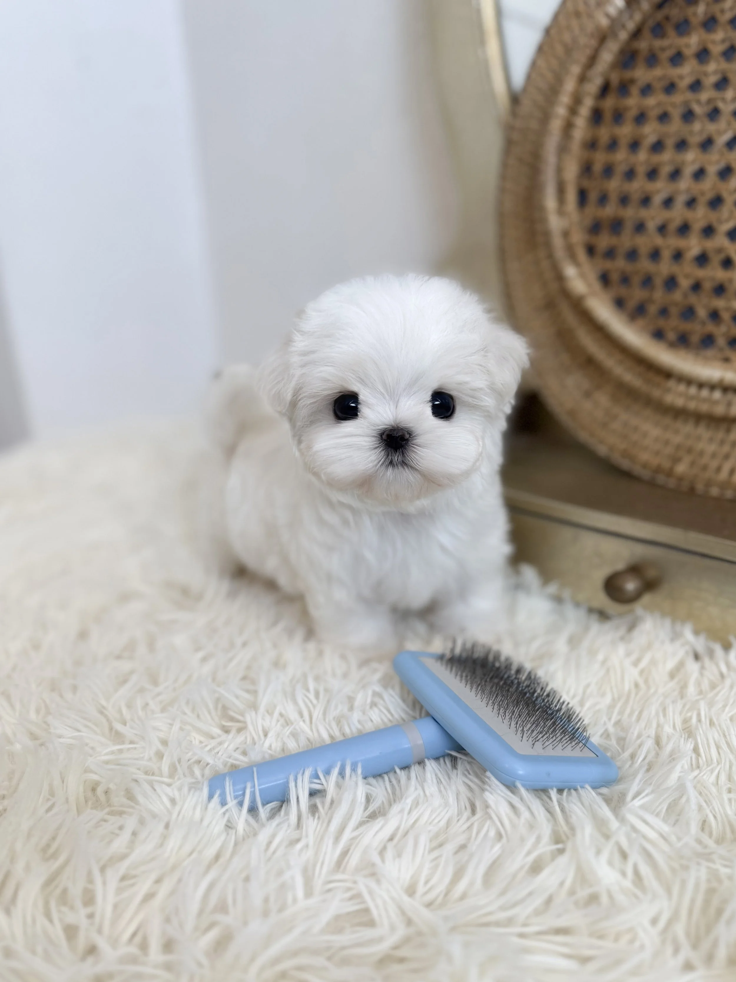 Pocket Pet Teacup Dog