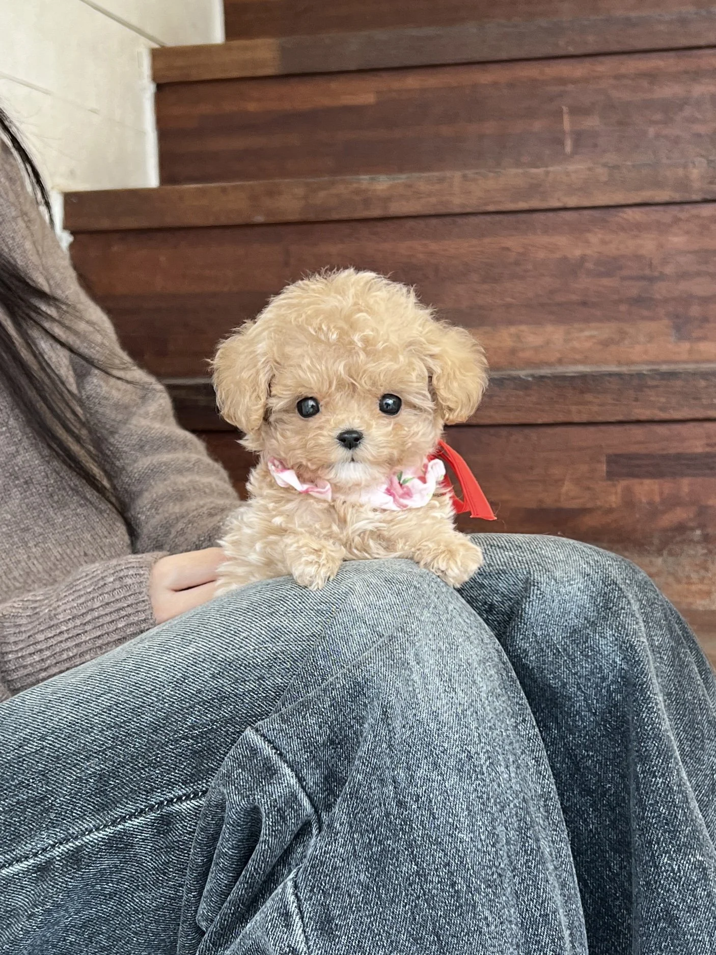 Pocket Pet Teacup Dog