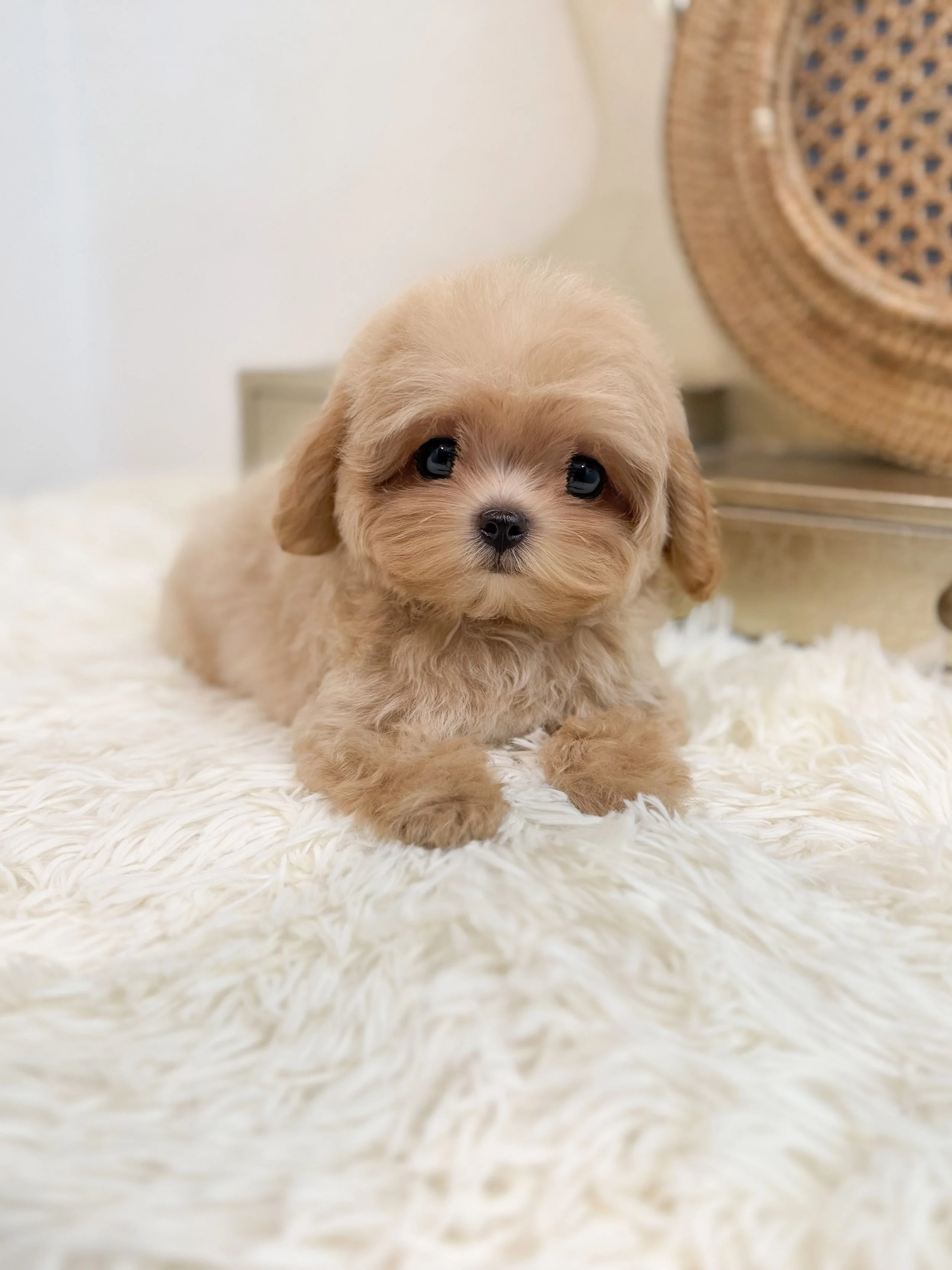 Pocket Pet Teacup Dog