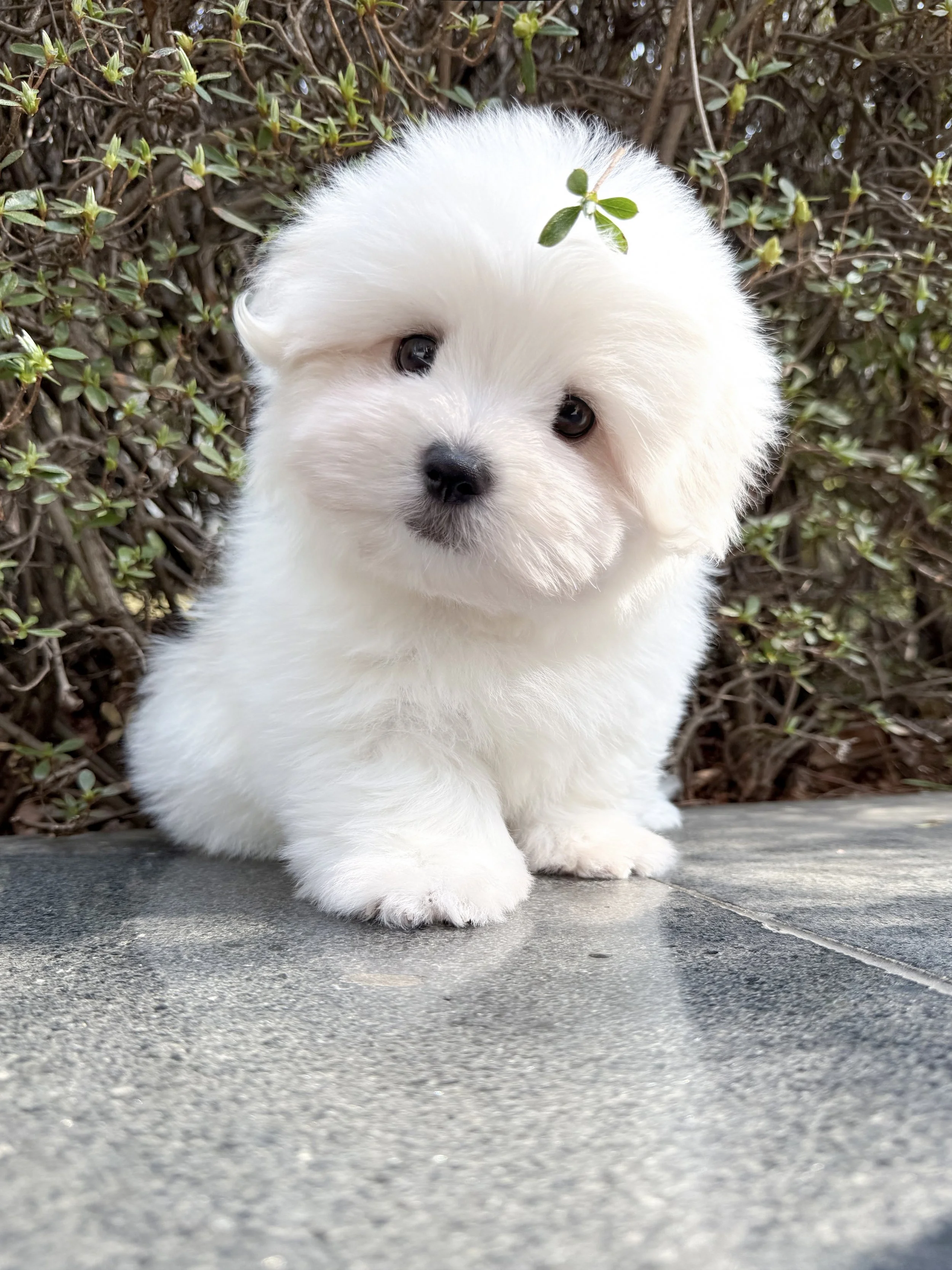 Pocket Pet Teacup Dog