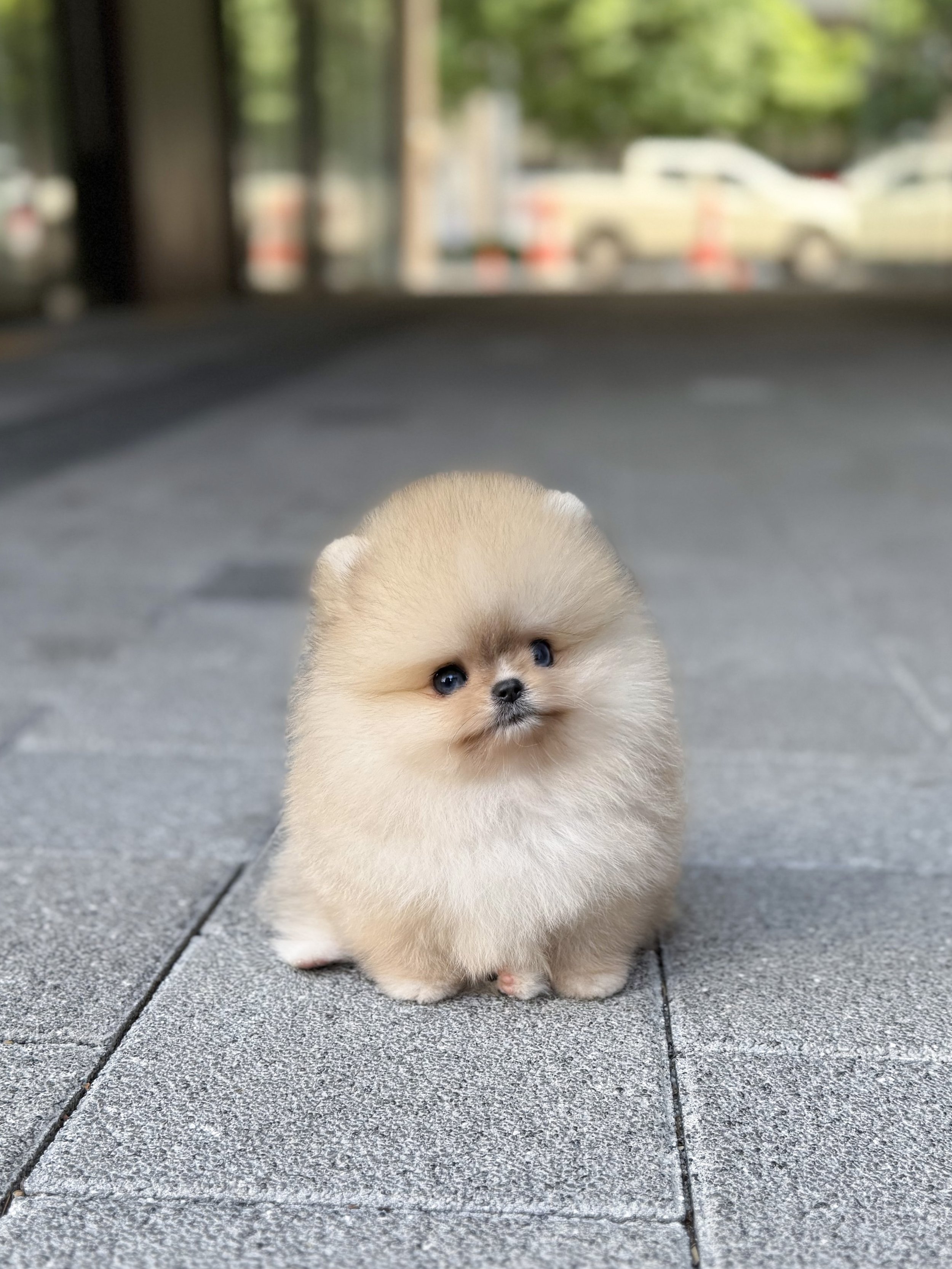 Pocket Pet Teacup Dog