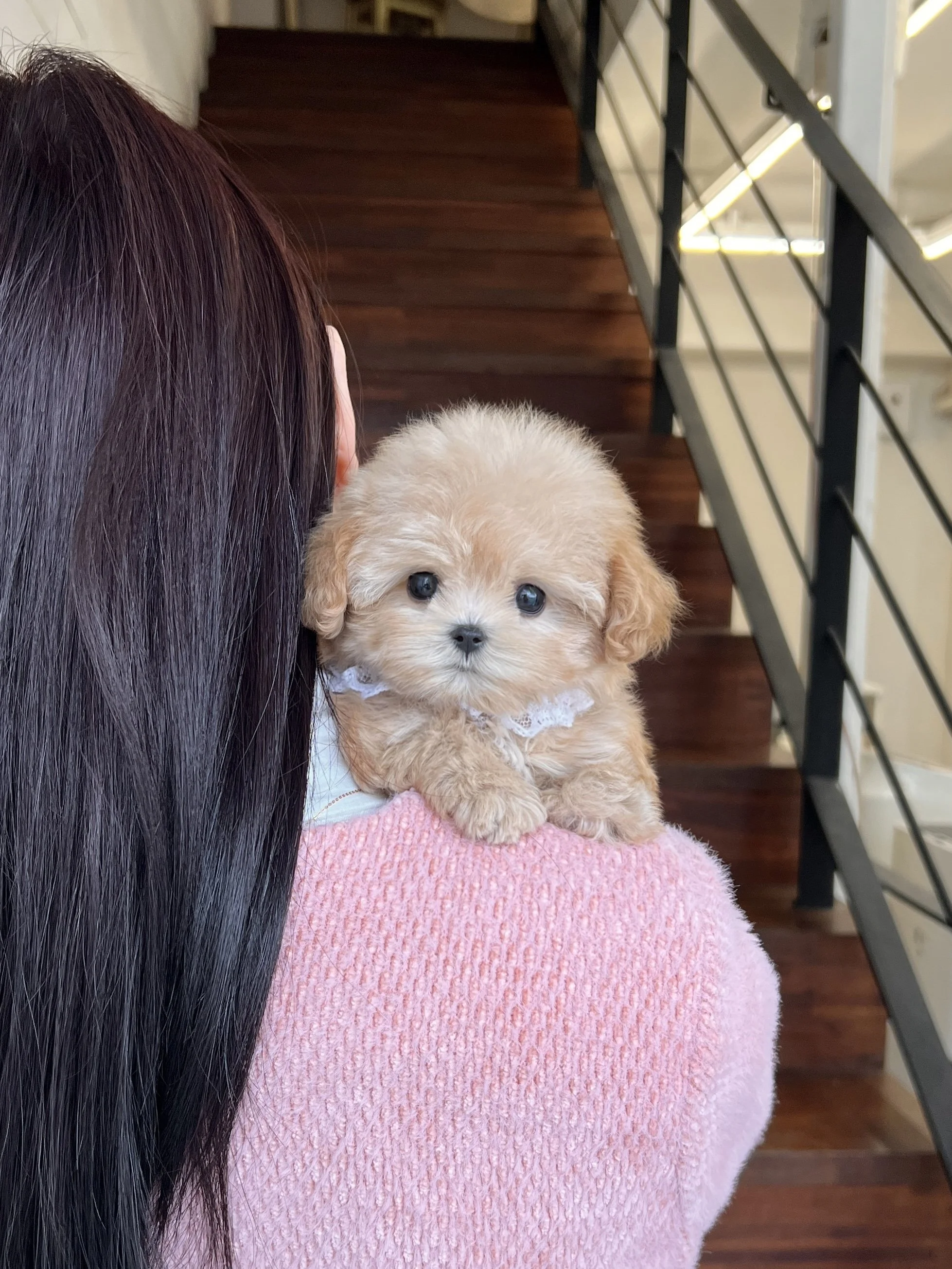 Pocket Pet Teacup Dog