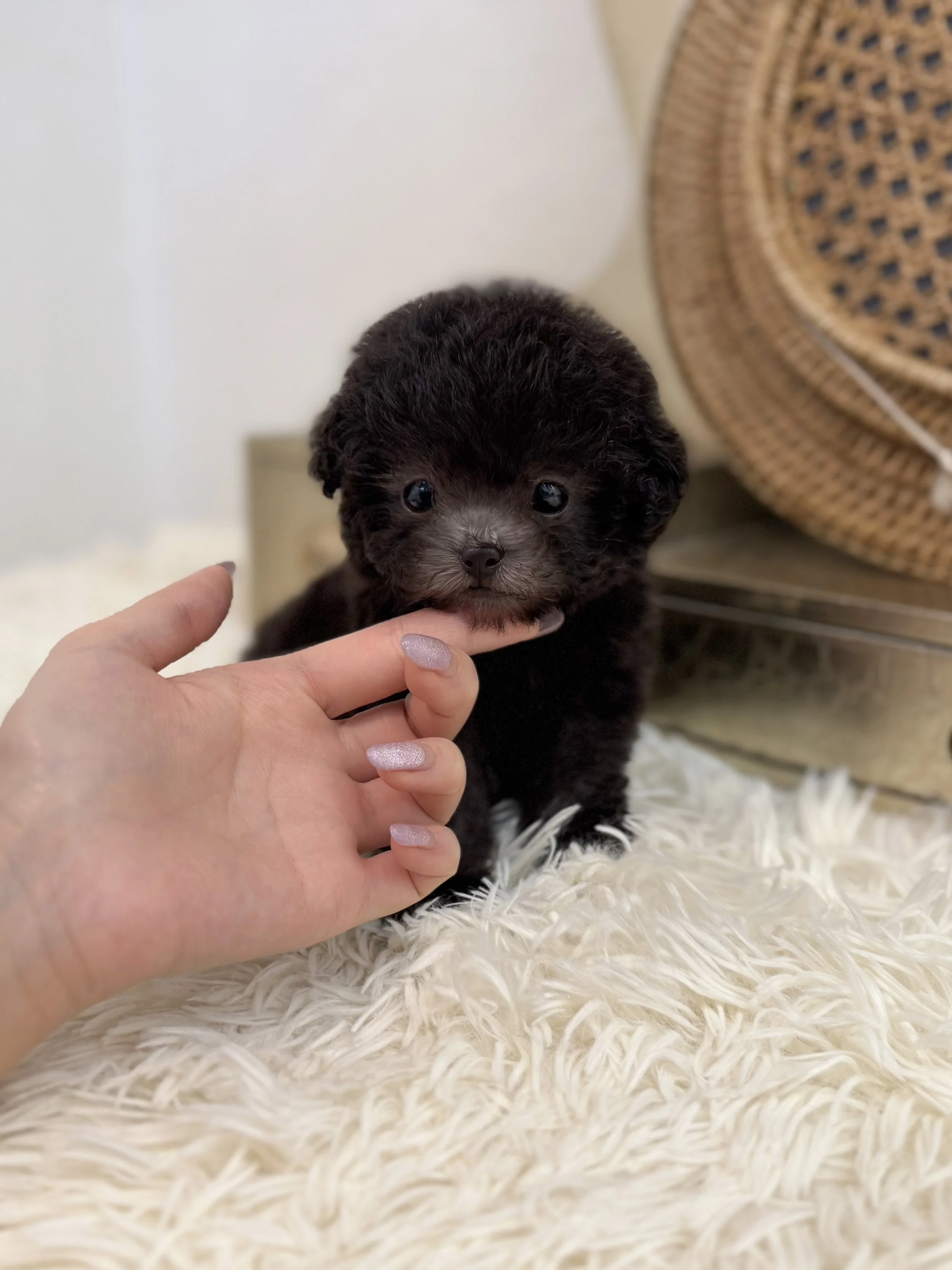 Pocket Pet Teacup Dog