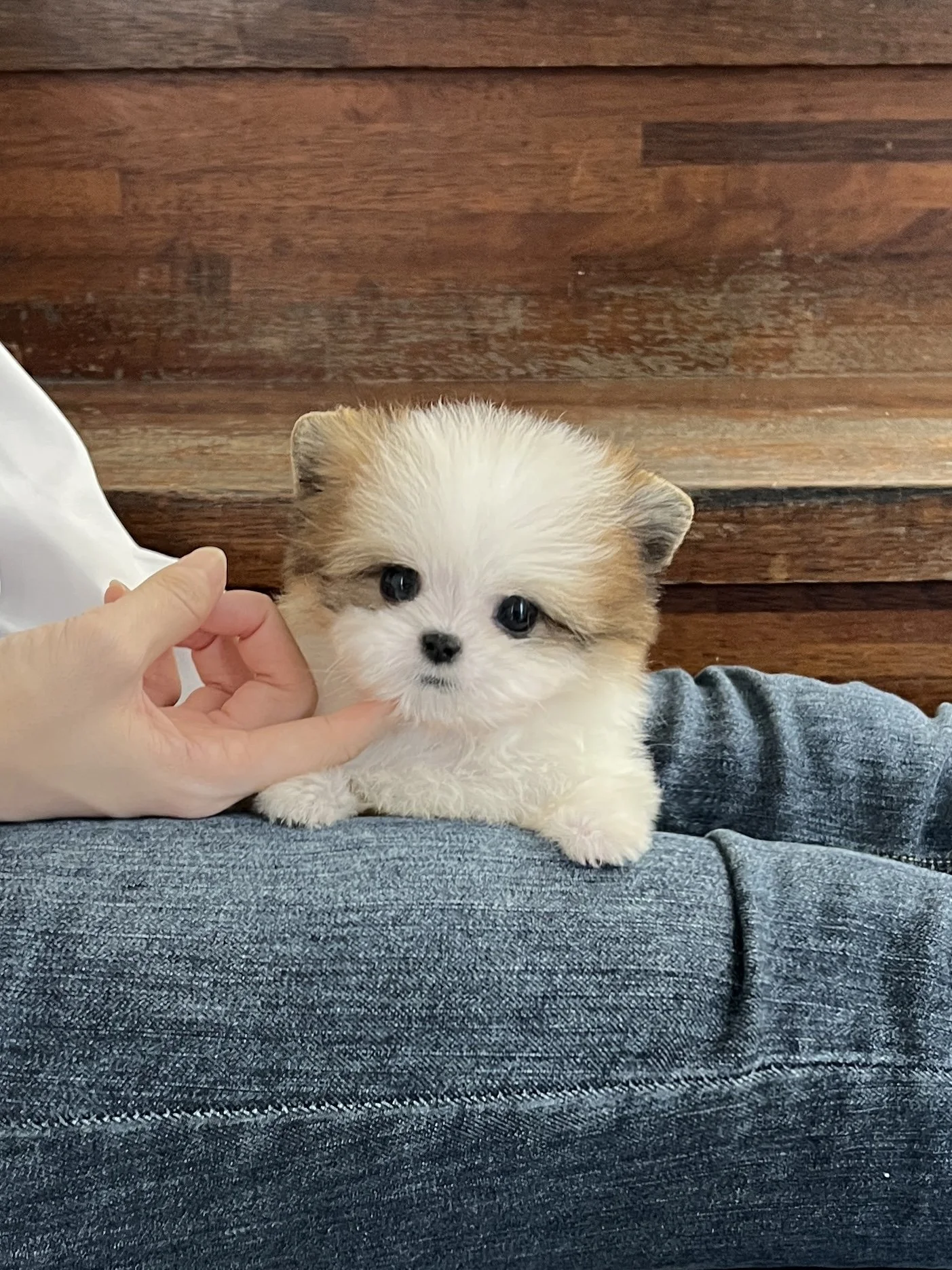 Pocket Pet Teacup Dog