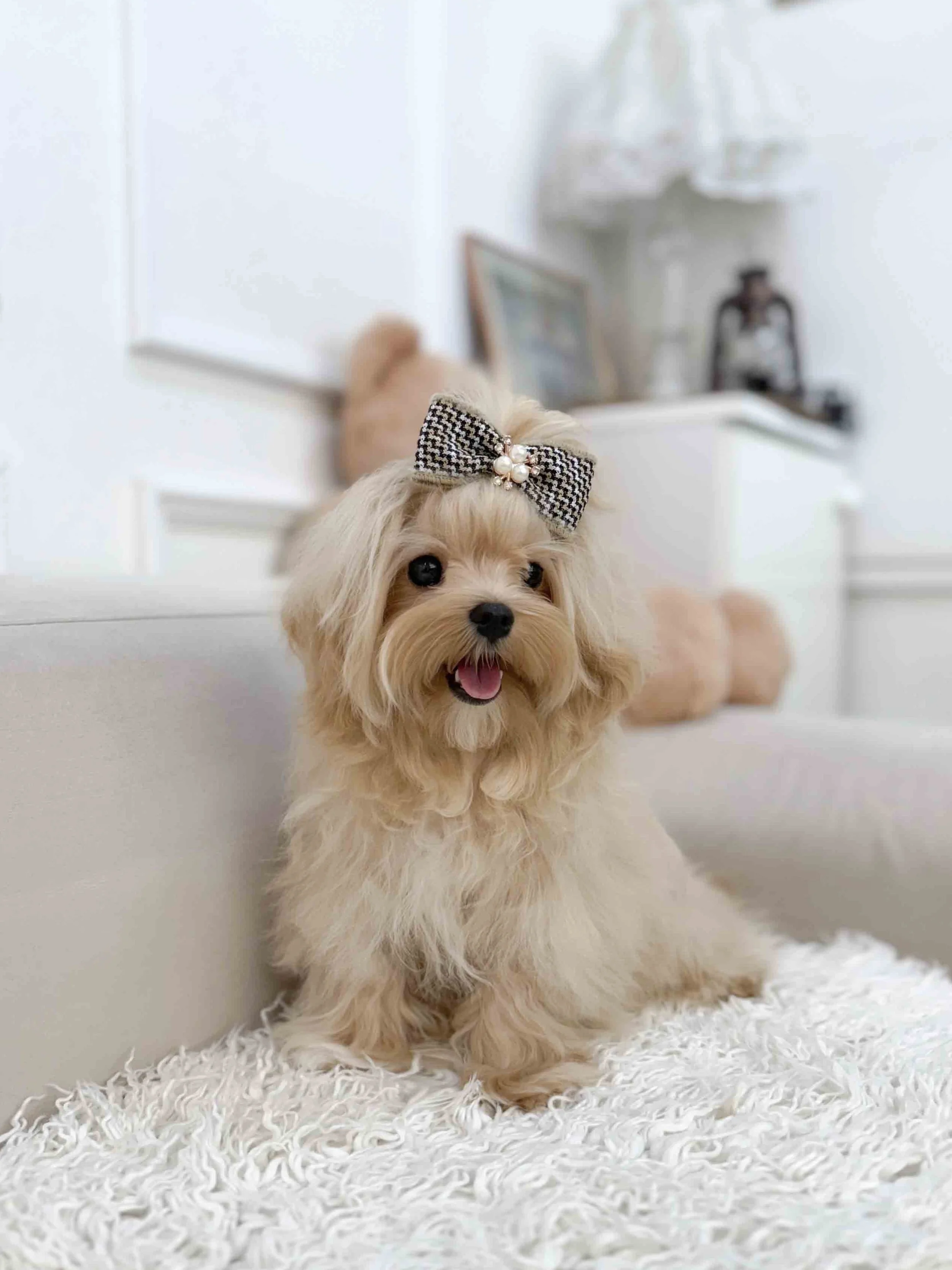 Pocket Pet Teacup Dog