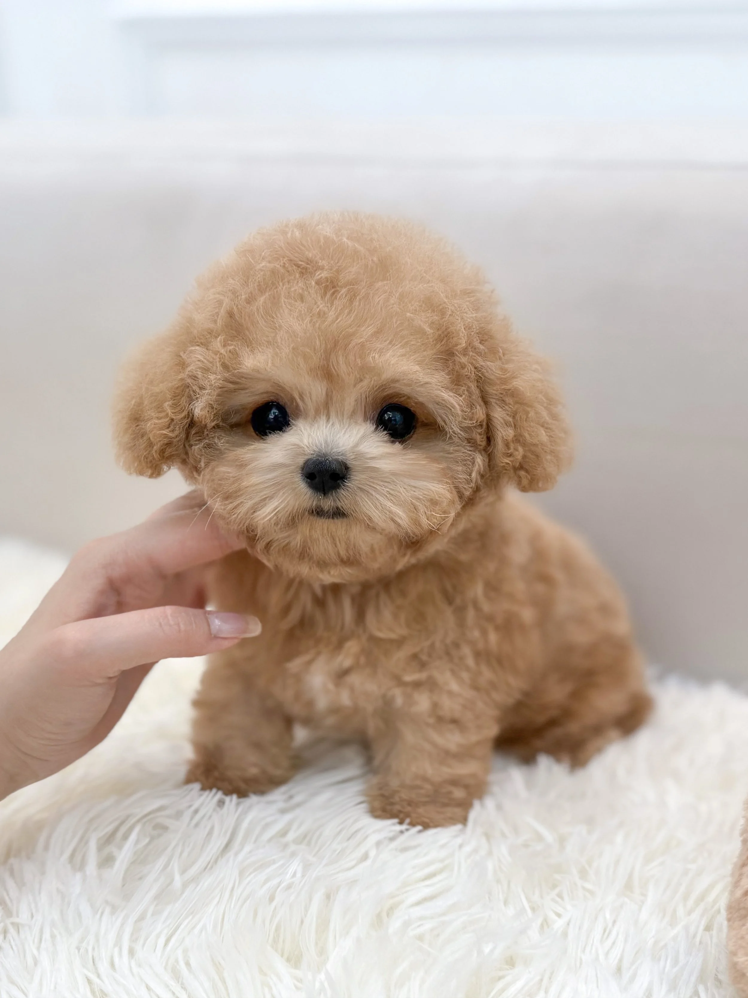 Pocket Pet Teacup Dog