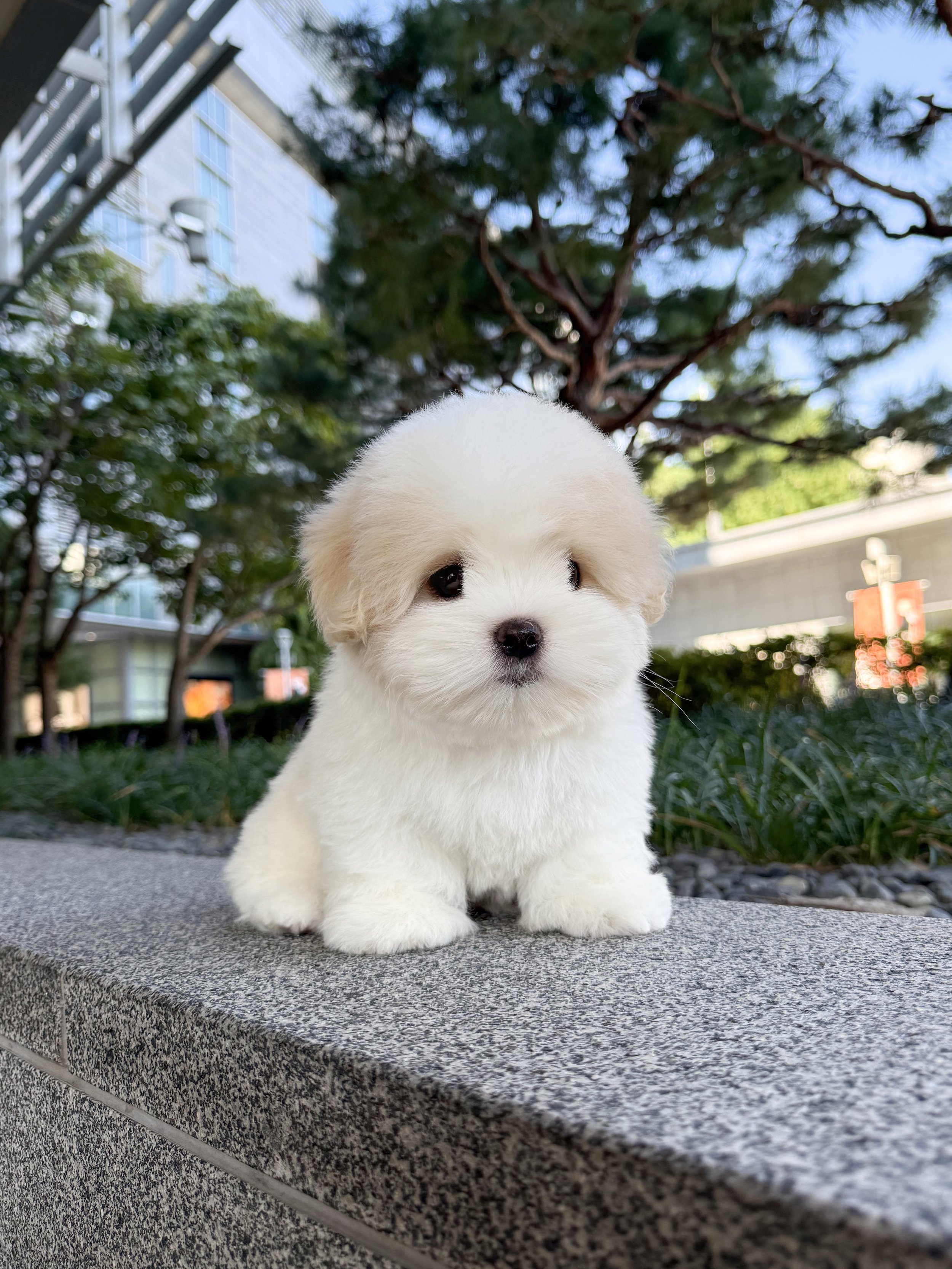 Pocket Pet Teacup Dog