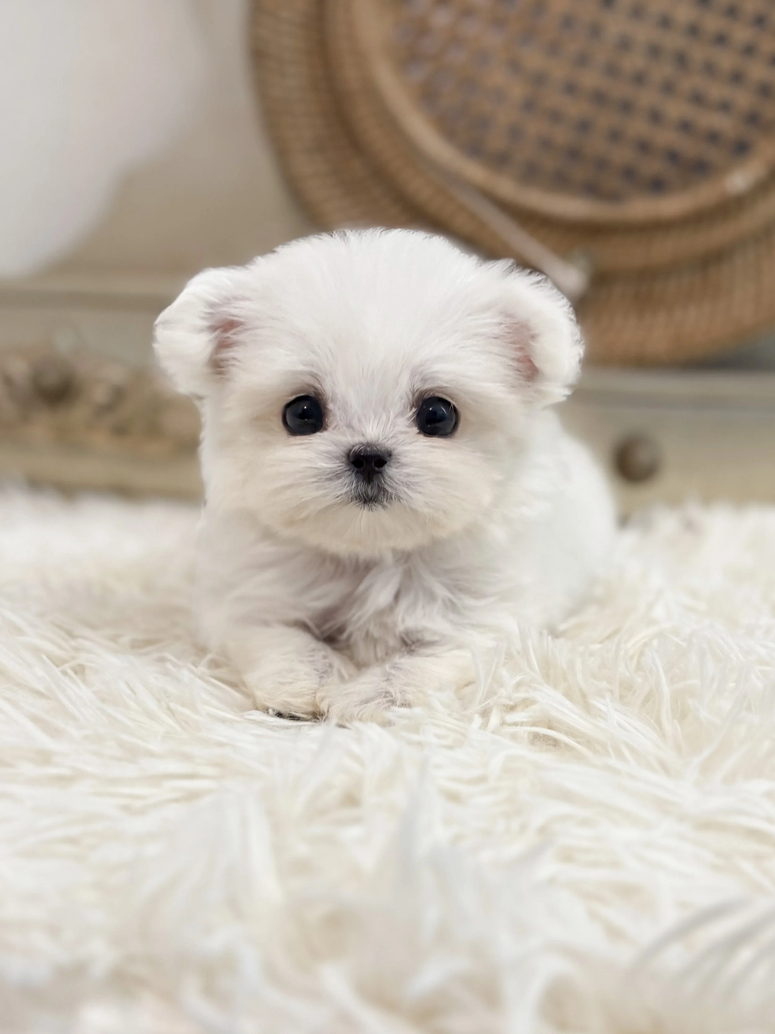 Pocket Pet Teacup Dog