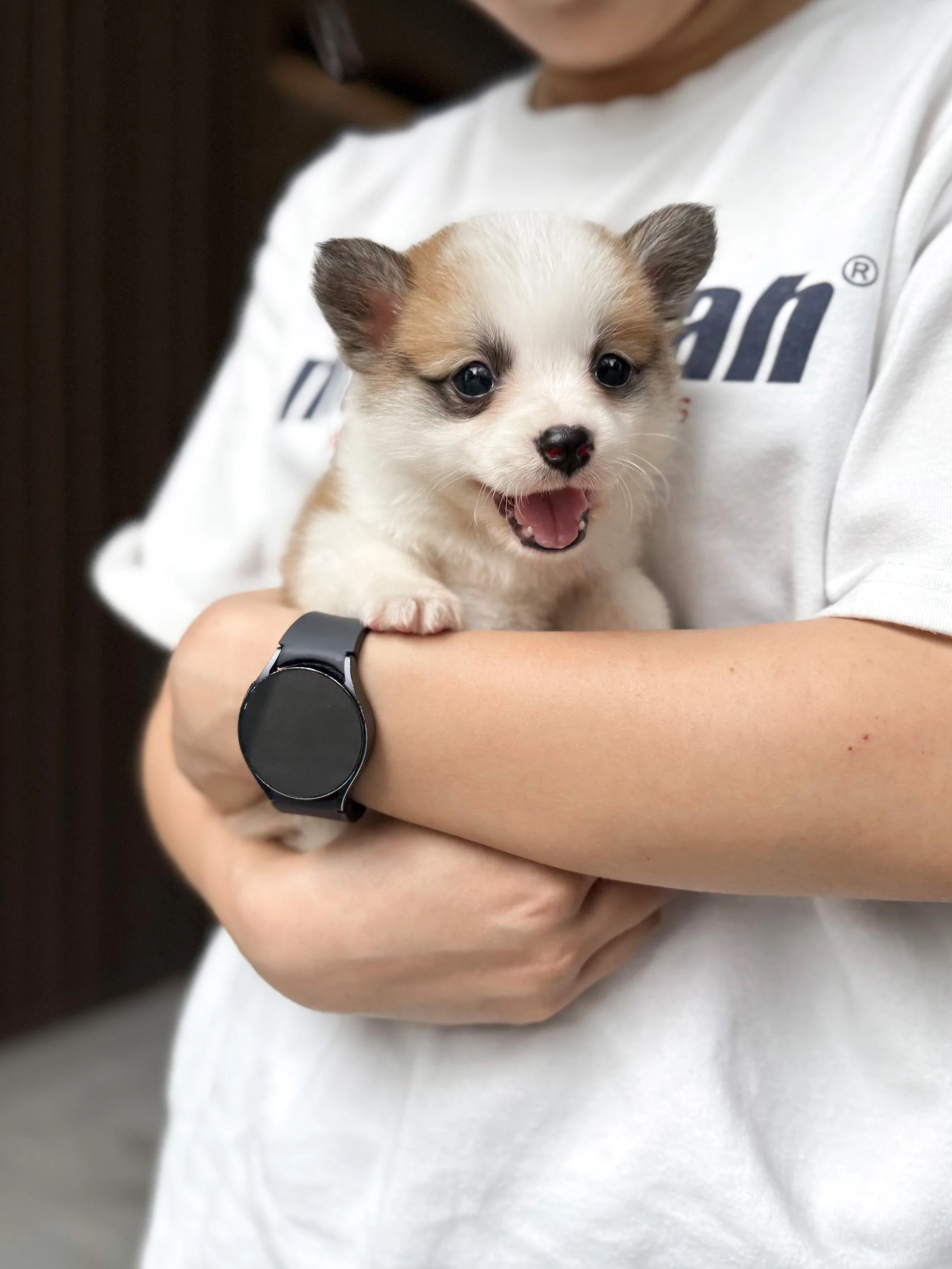 Pocket Pet Teacup Dog
