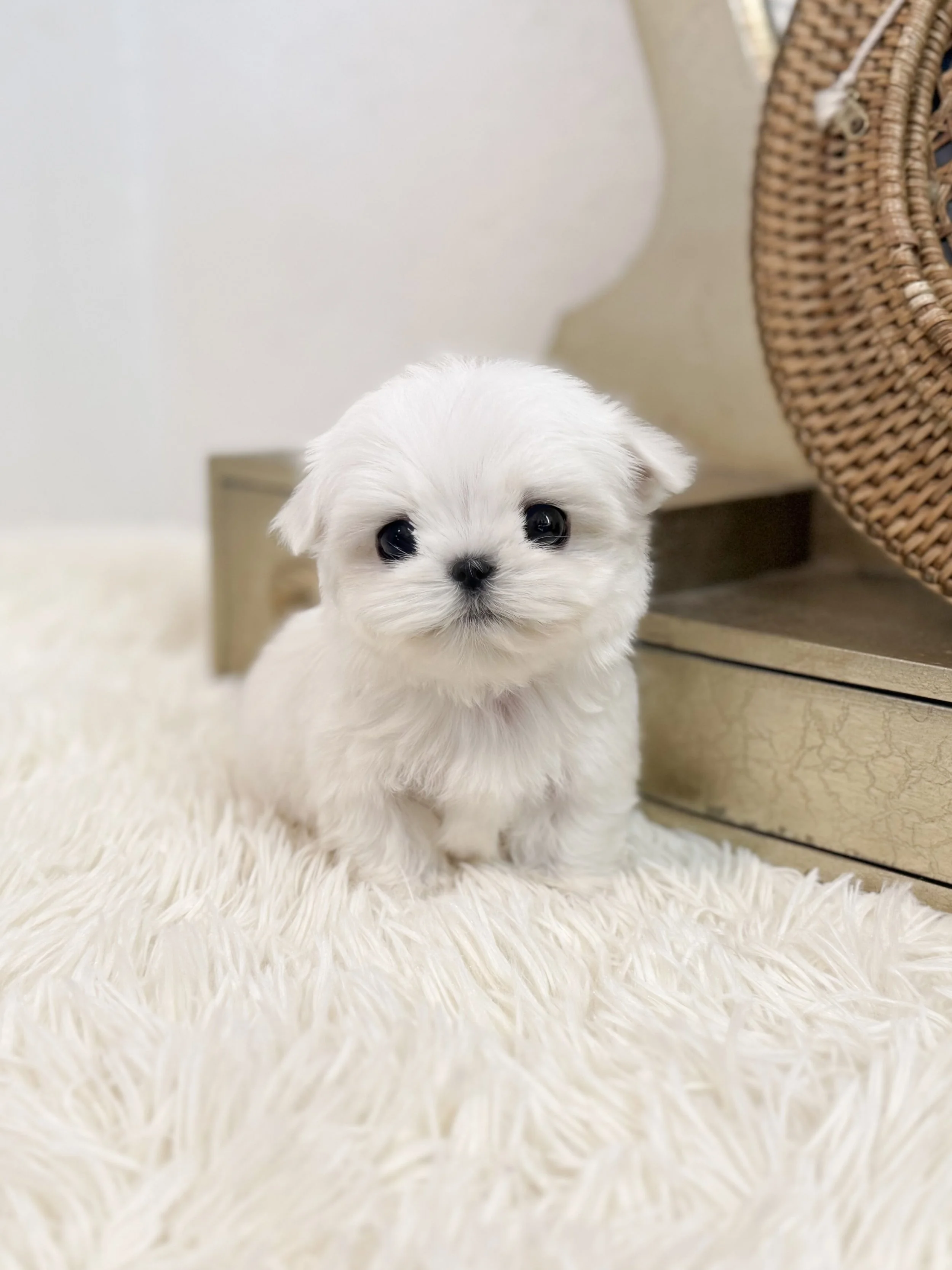 Pocket Pet Teacup Dog