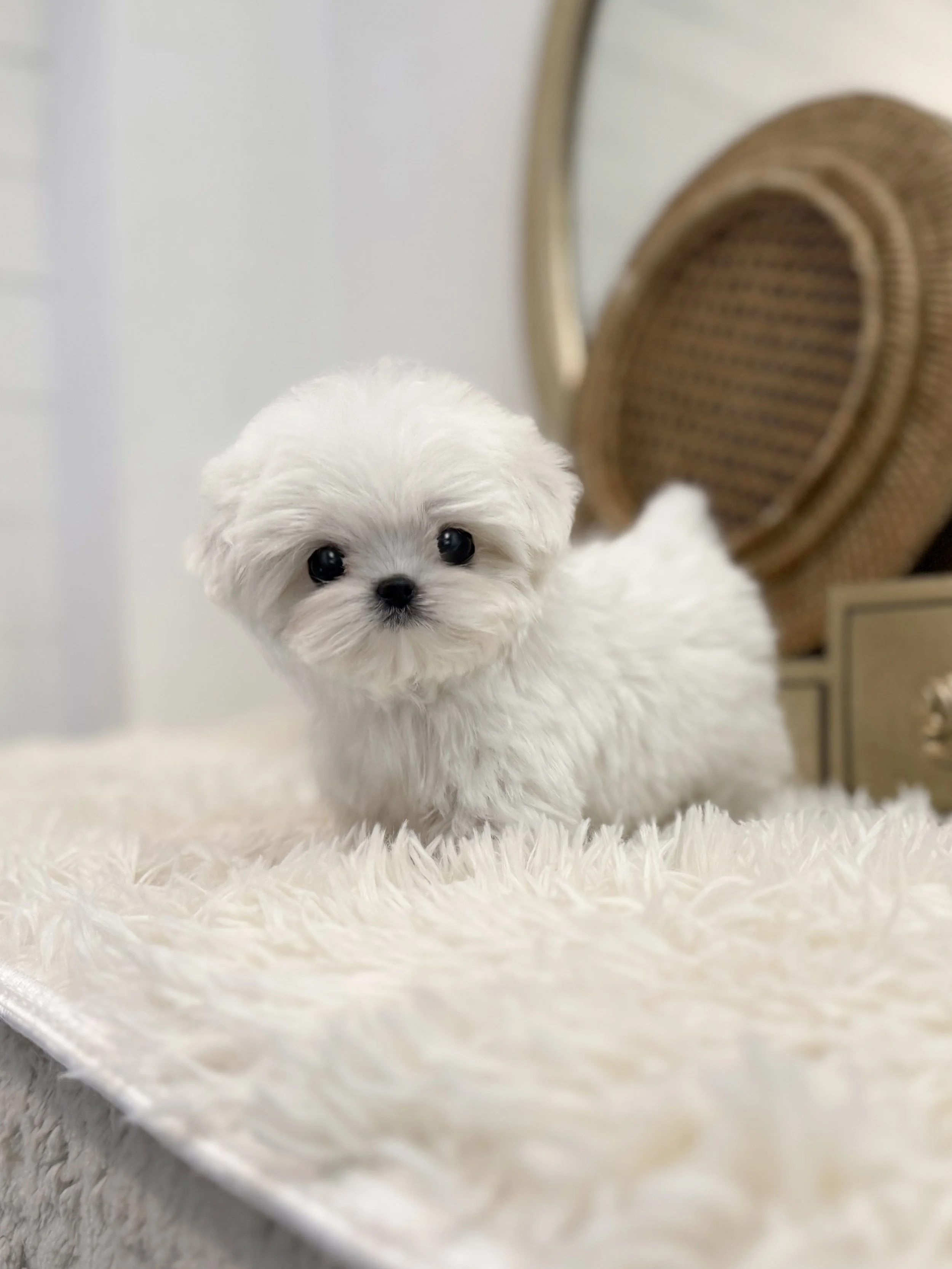 Pocket Pet Teacup Dog